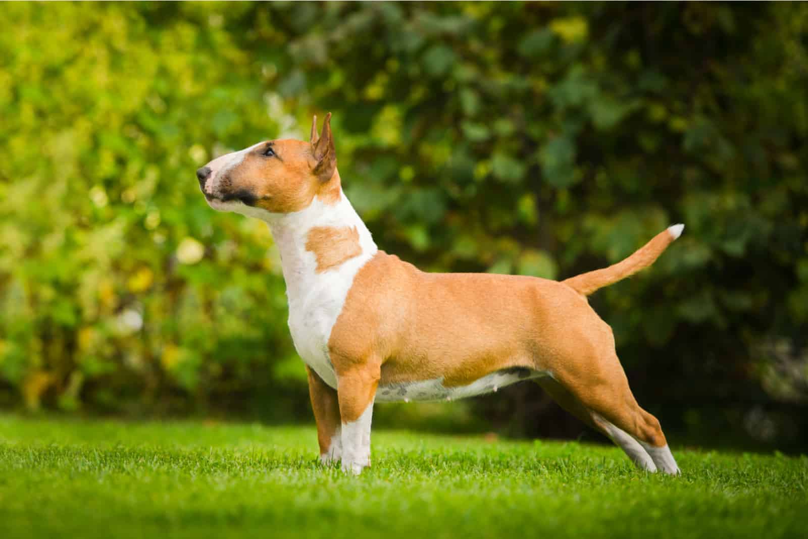 Bull Terrier is standing on the grass