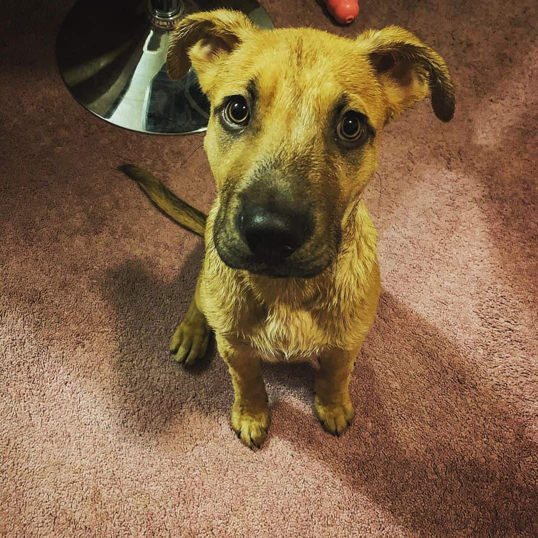 Bullmastiff German Shepherd Mix