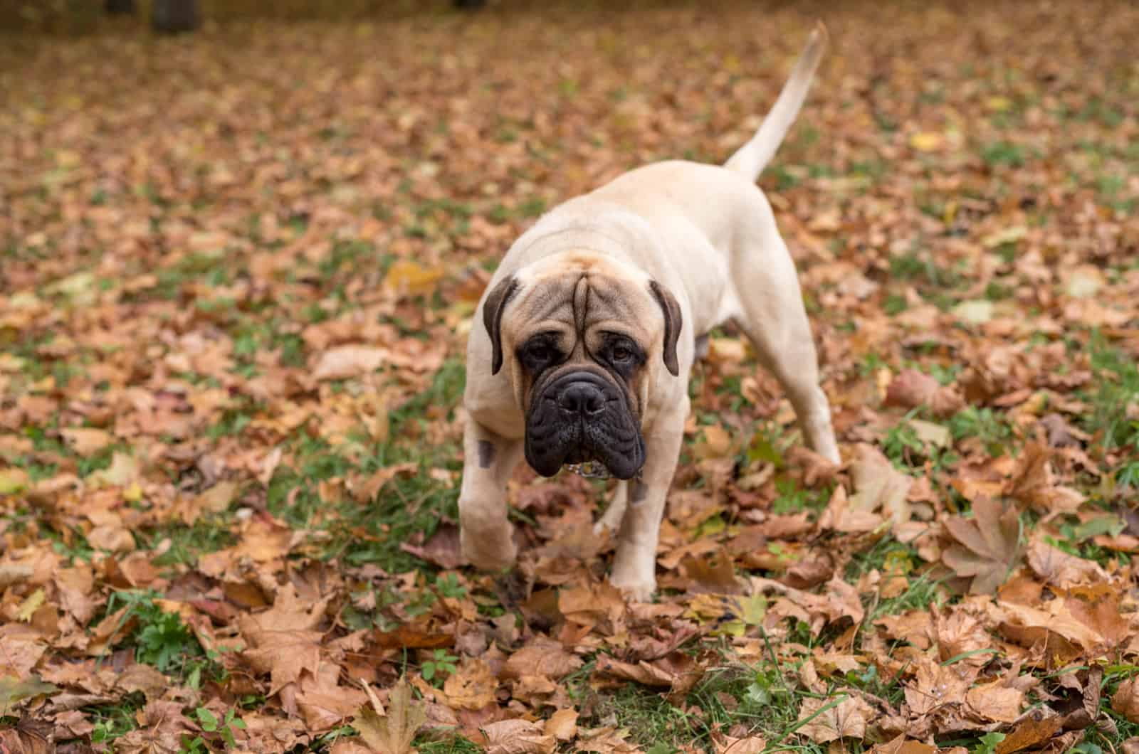 Bullmastiff is running in the park