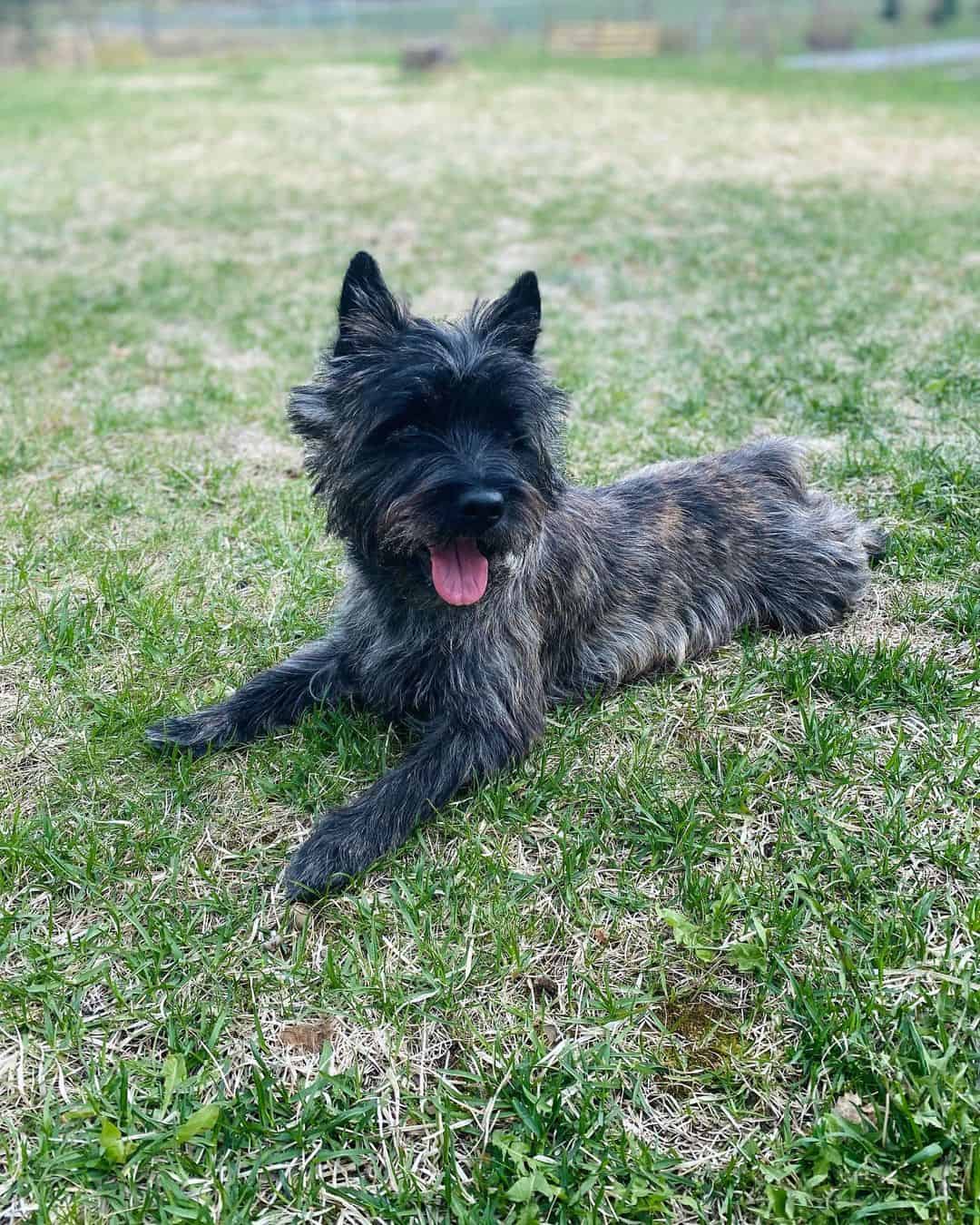 Cairn Terrier