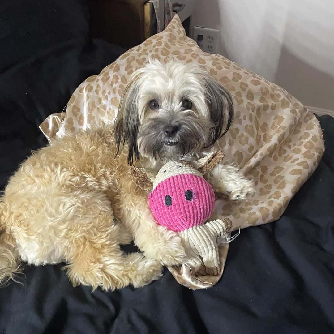 Cairnese is lying on the couch next to his toy