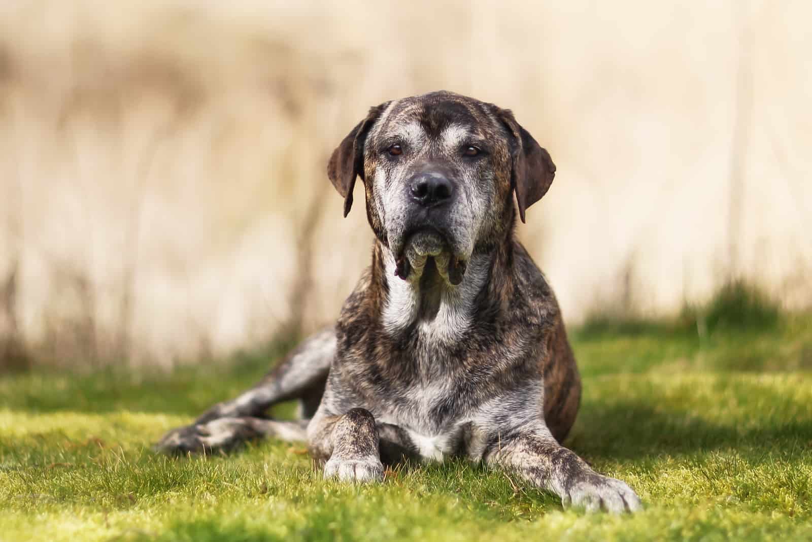 Cane Corso Neapolitan Mastiff Mix