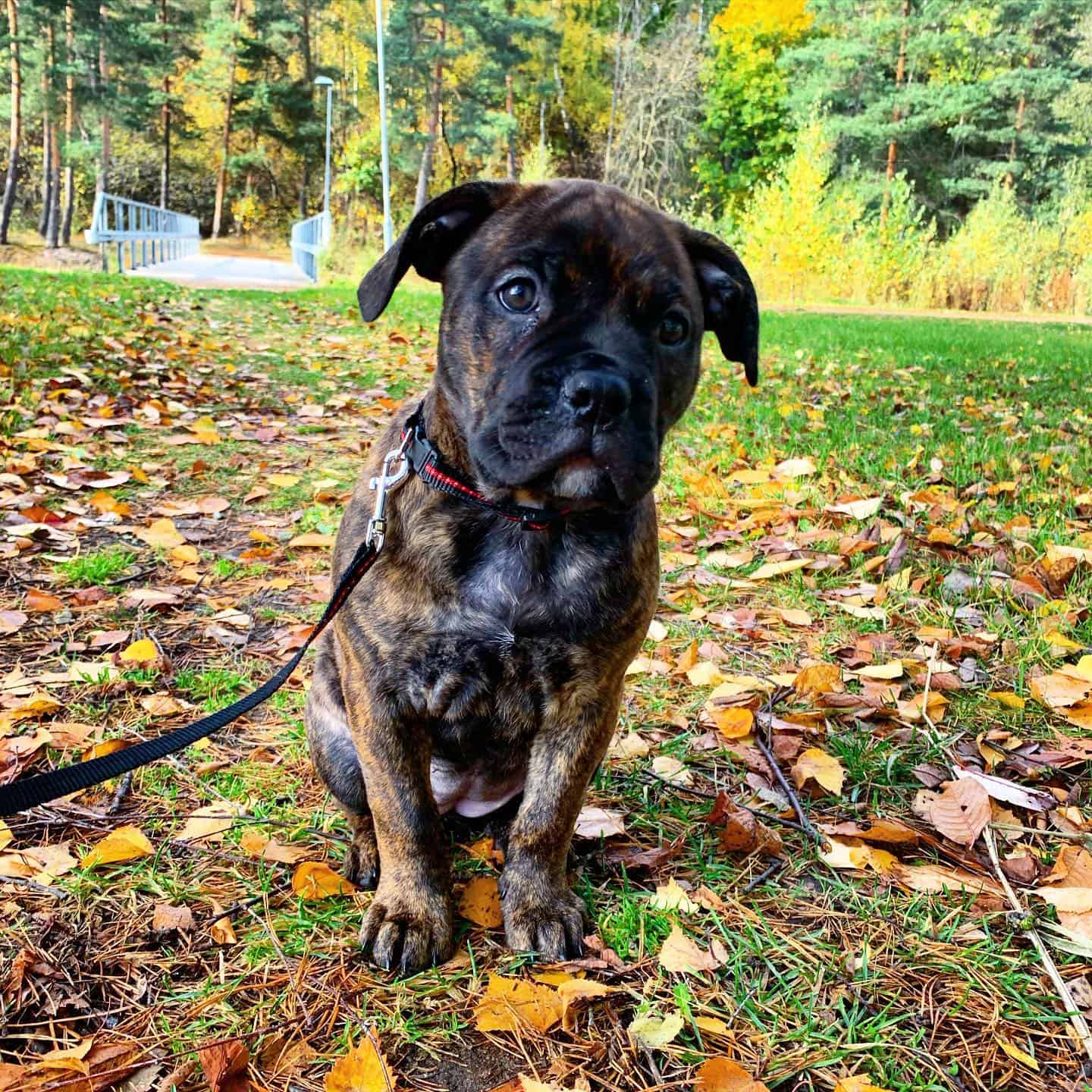 Cane Corso and Boerboel mix dog