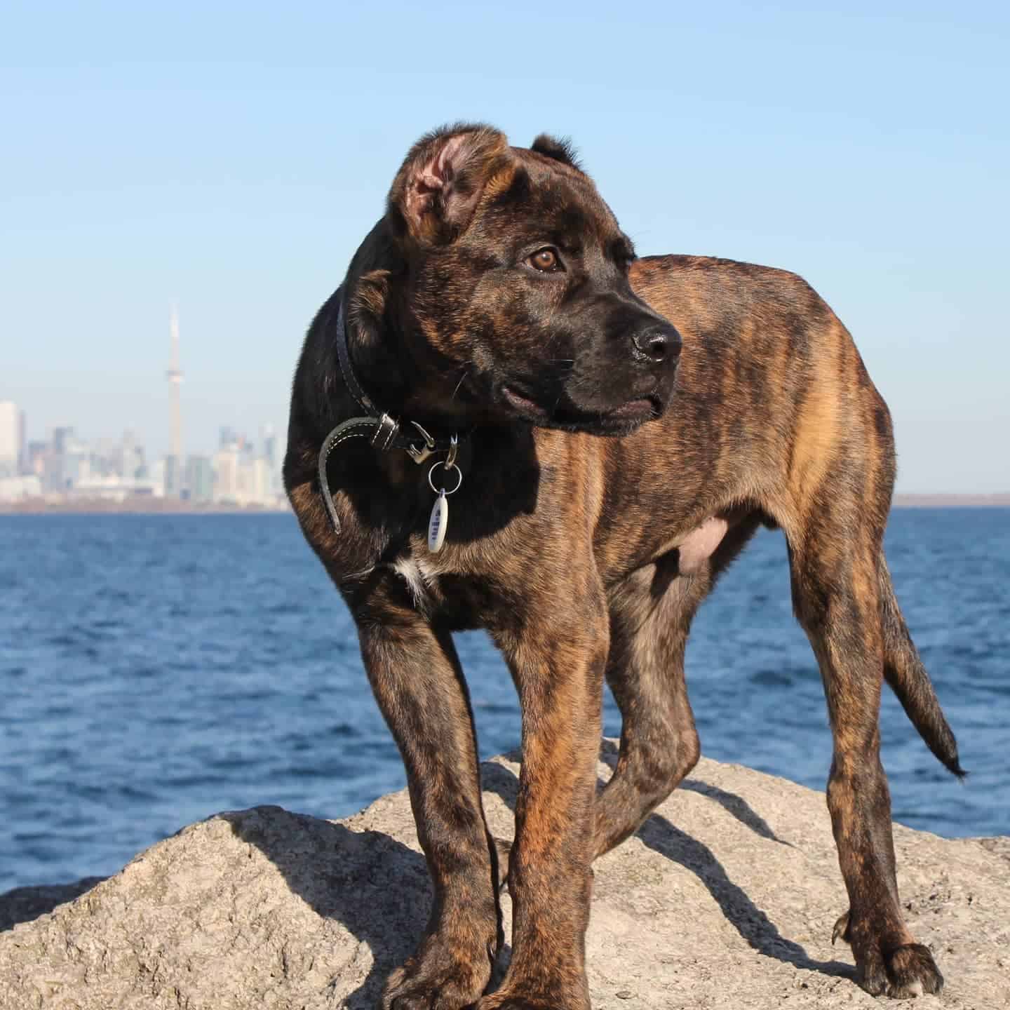 Cane Corso and Bullmastiff mix dog standing on the rock