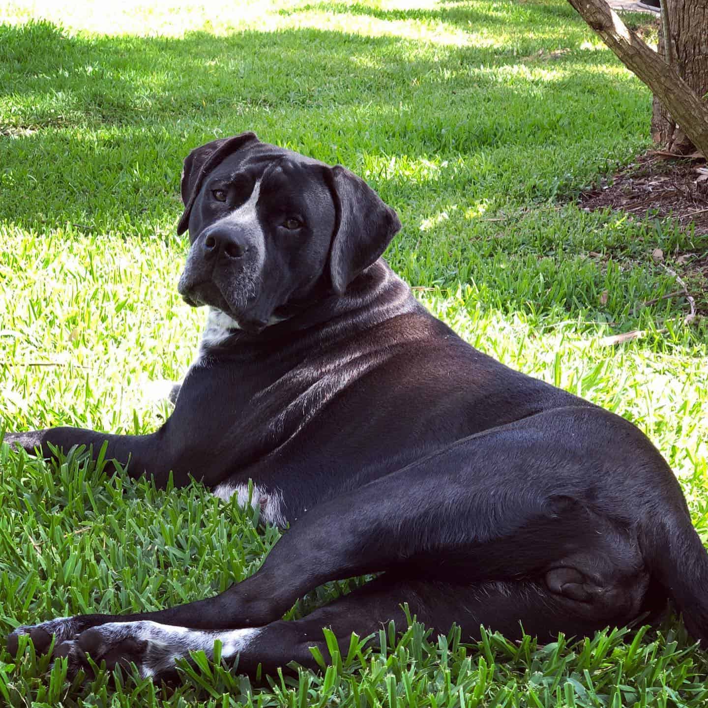 Cane Corso and Dogo Argentino dog mix laying on the green grass
