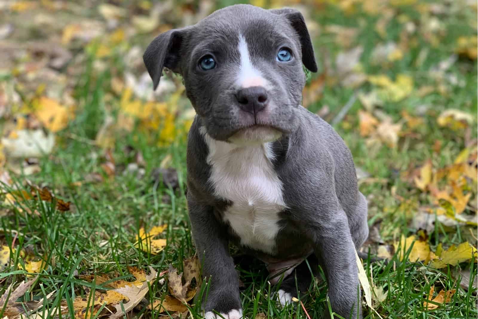 Cane Corso sitting on the grass