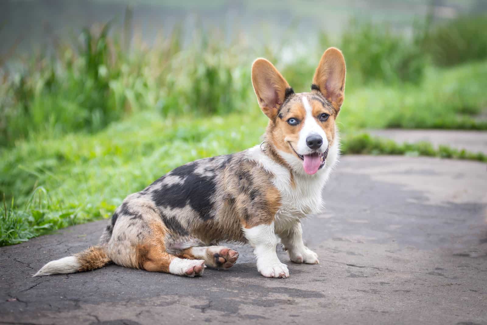 Cardigan Welsh Corgi sitting