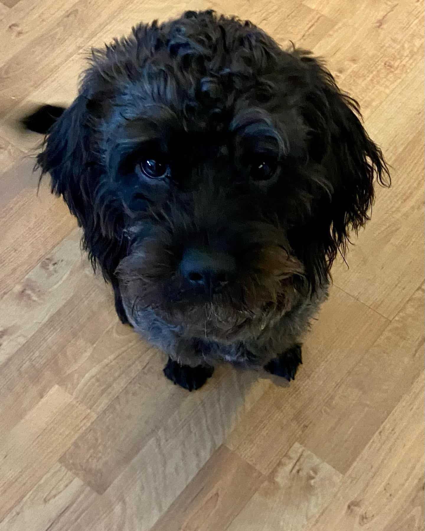 Care Tzu standing on the floor