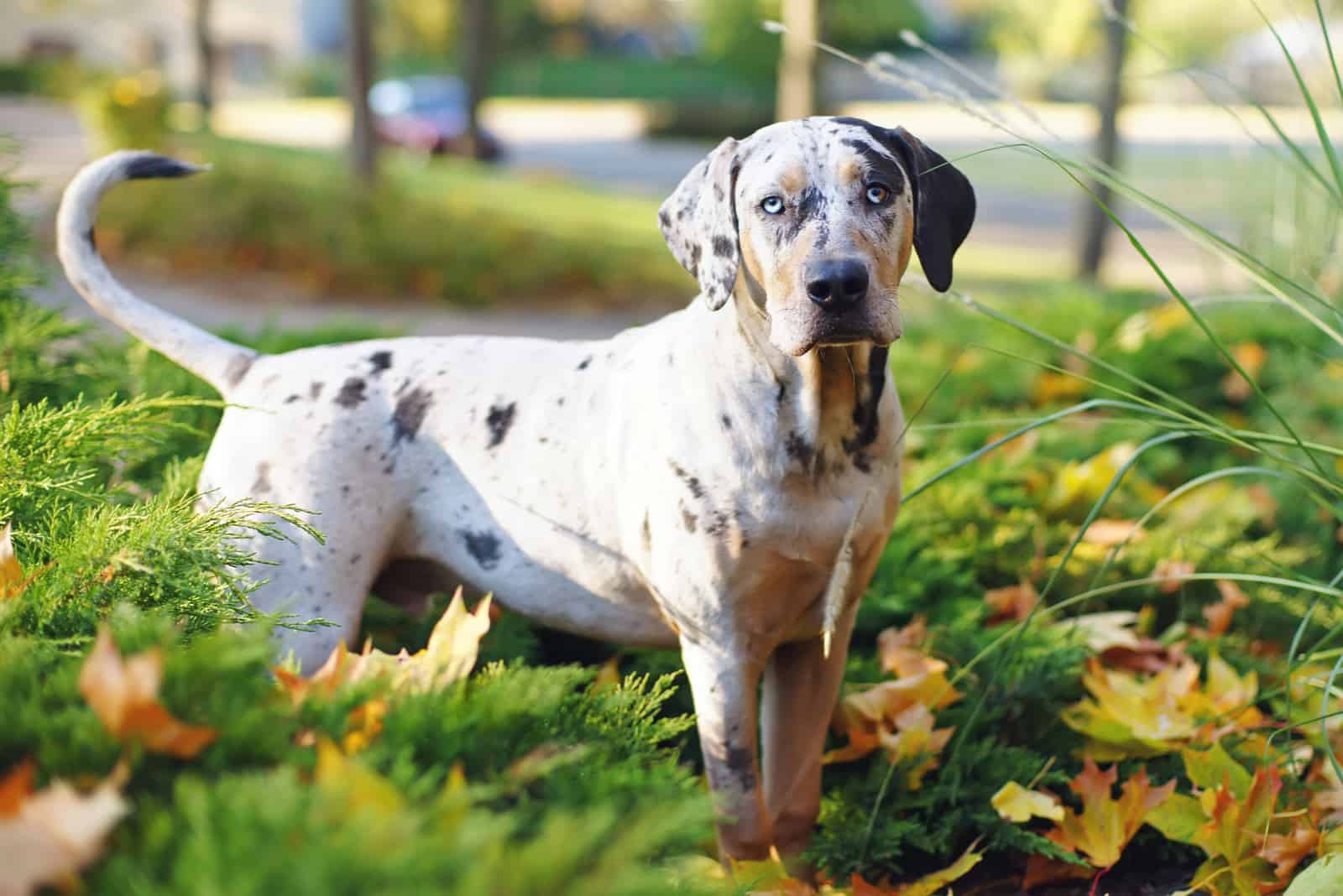 Catahoula Leopard Dog standing in the grass