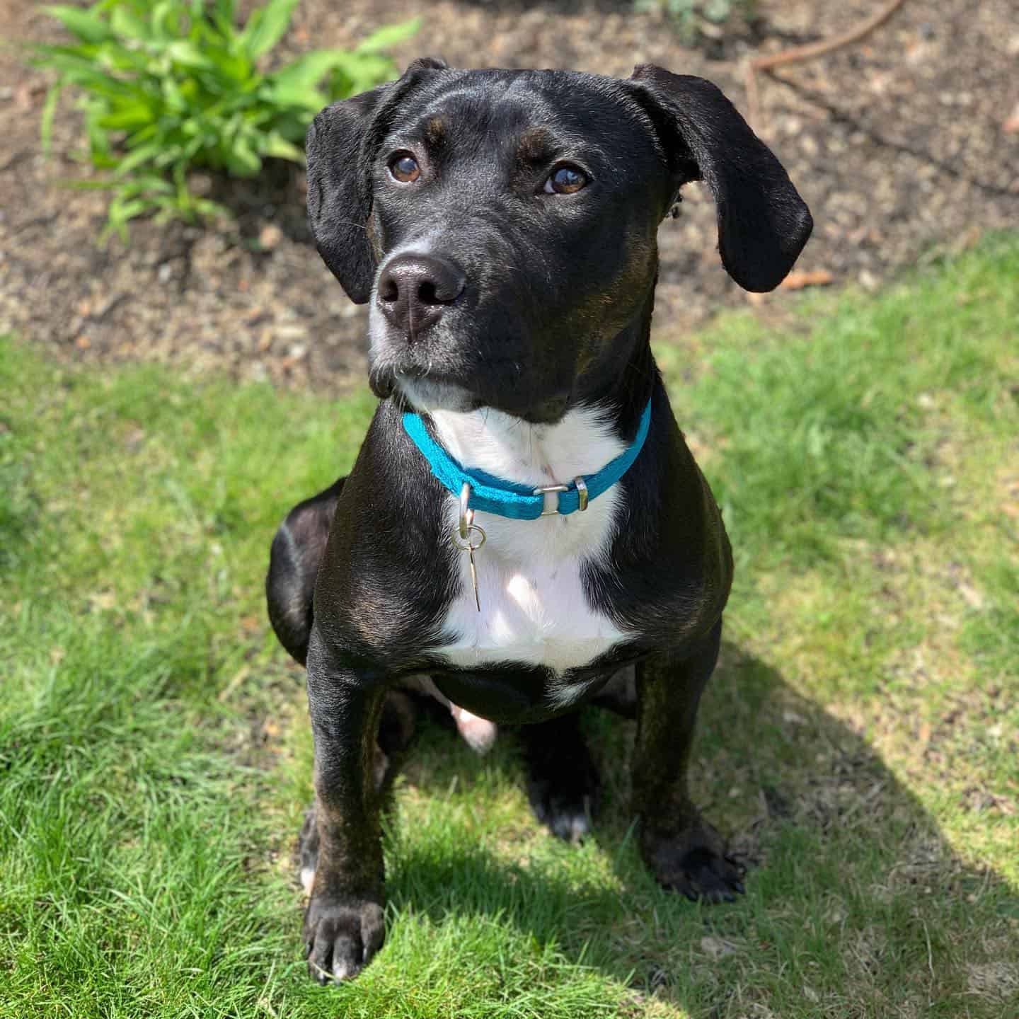 Catahoula Pit dog sitting outdoor