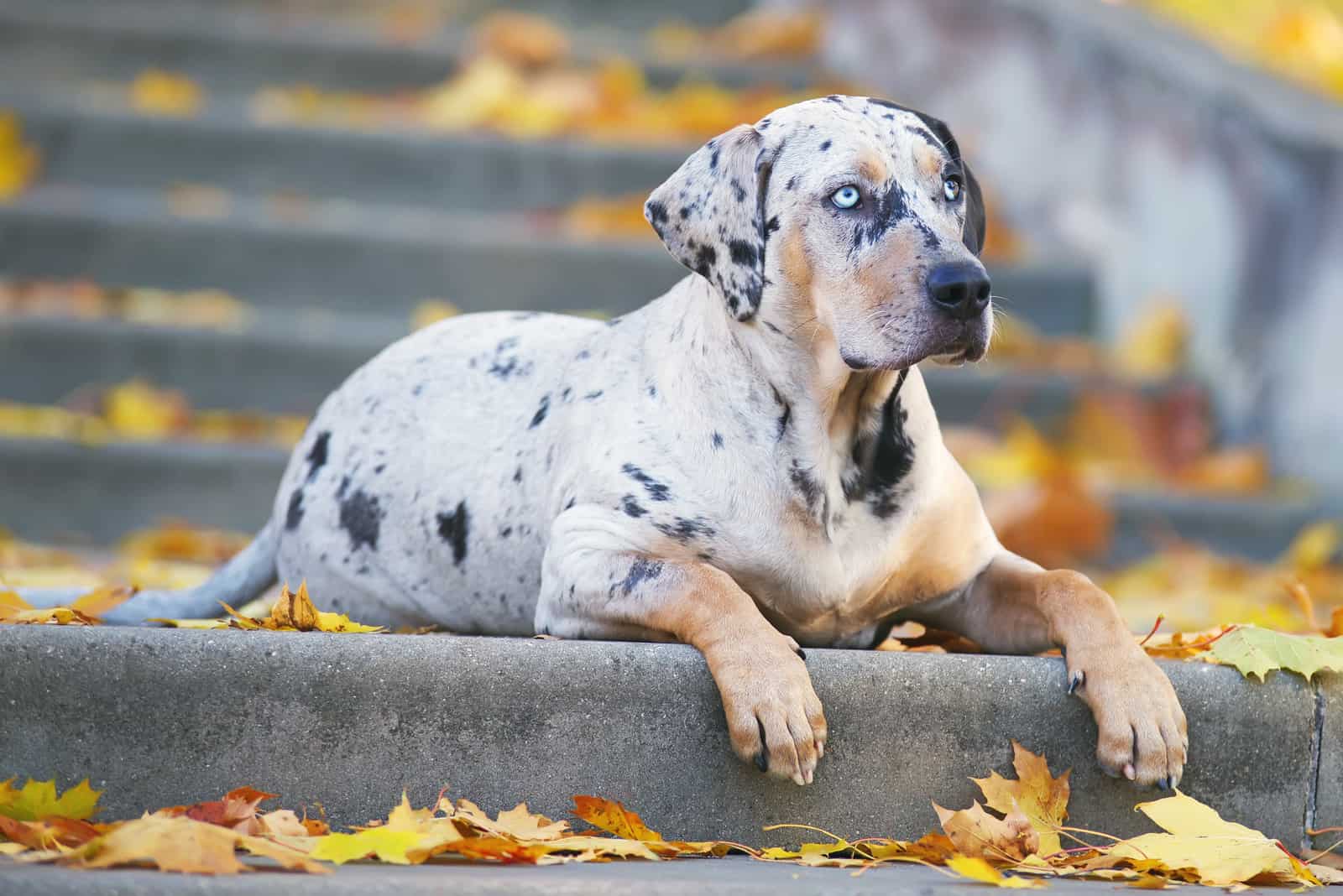 Catahoula lies on the stairs