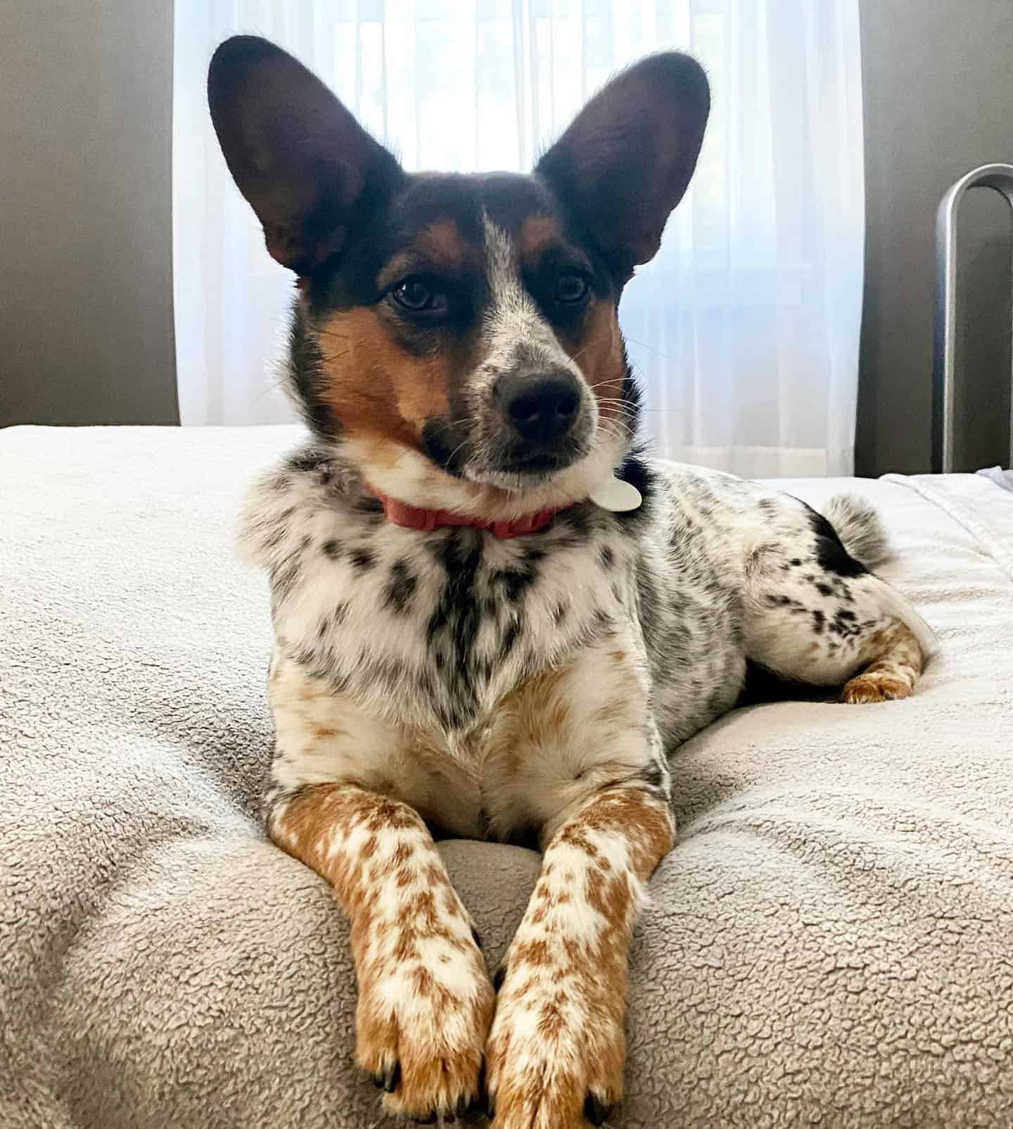 Cattlejack dog on the bed
