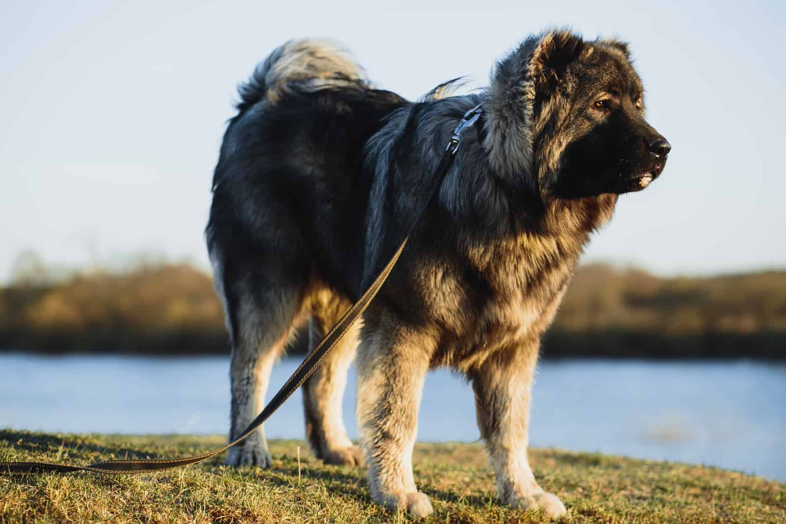 Caucasian Ovcharka stands on the grass next to the river