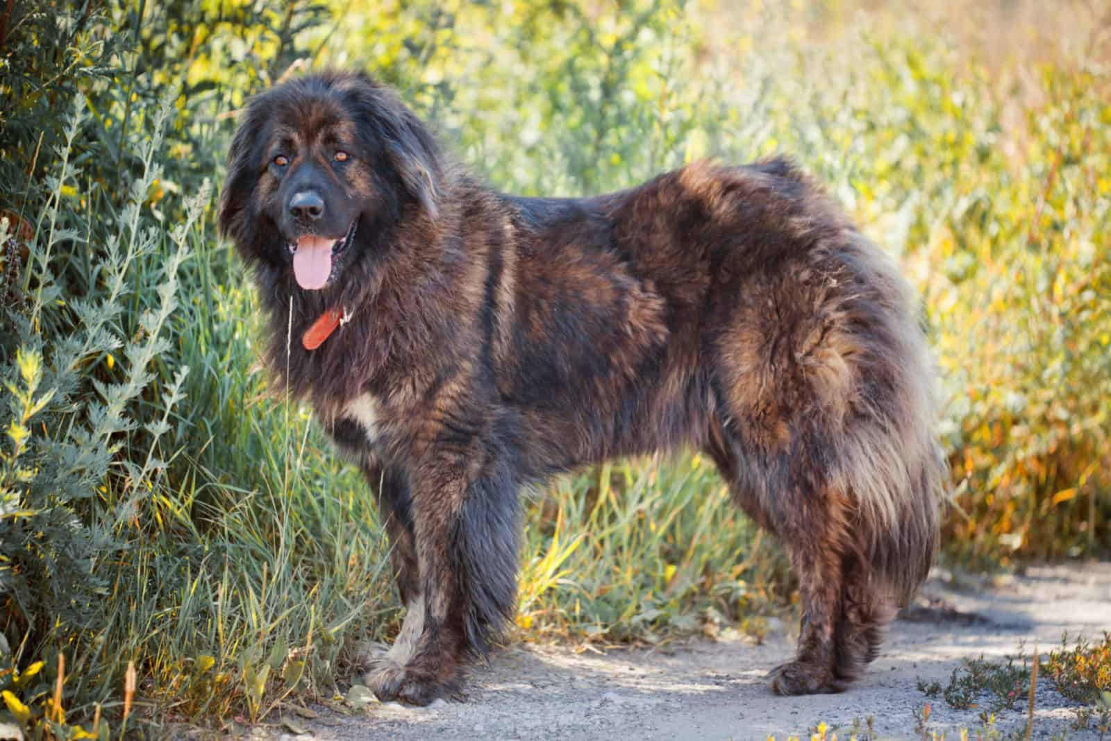 Caucasian Shepherd is standing and looking at the camera