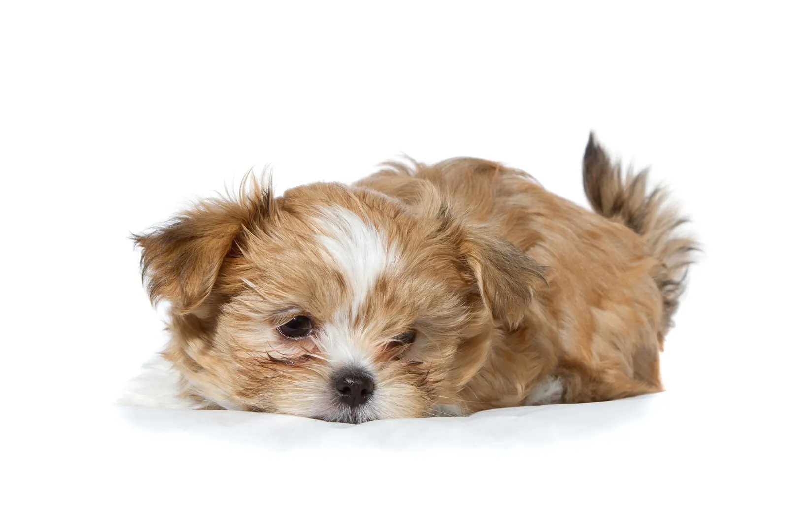 Cava-Tzu