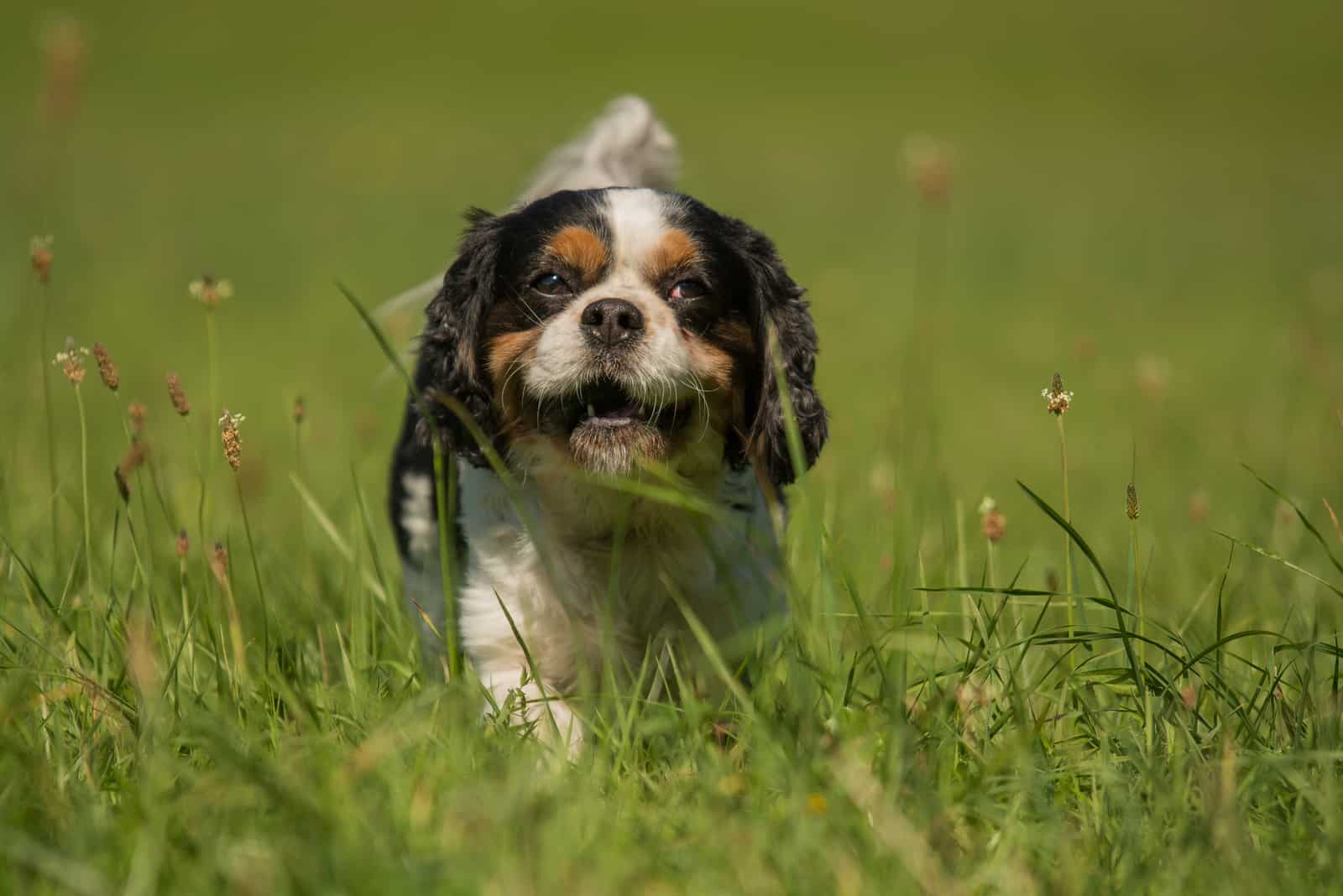 Cavachin