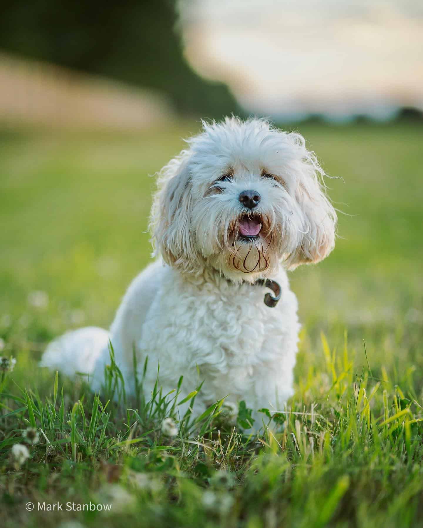 Cavachon dog sitting in the green grass