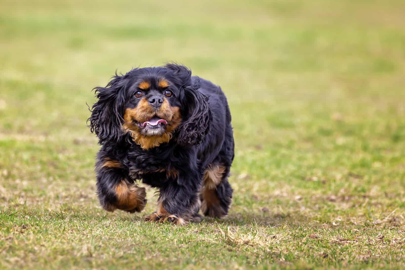 Cavalier King Charles Spaniel