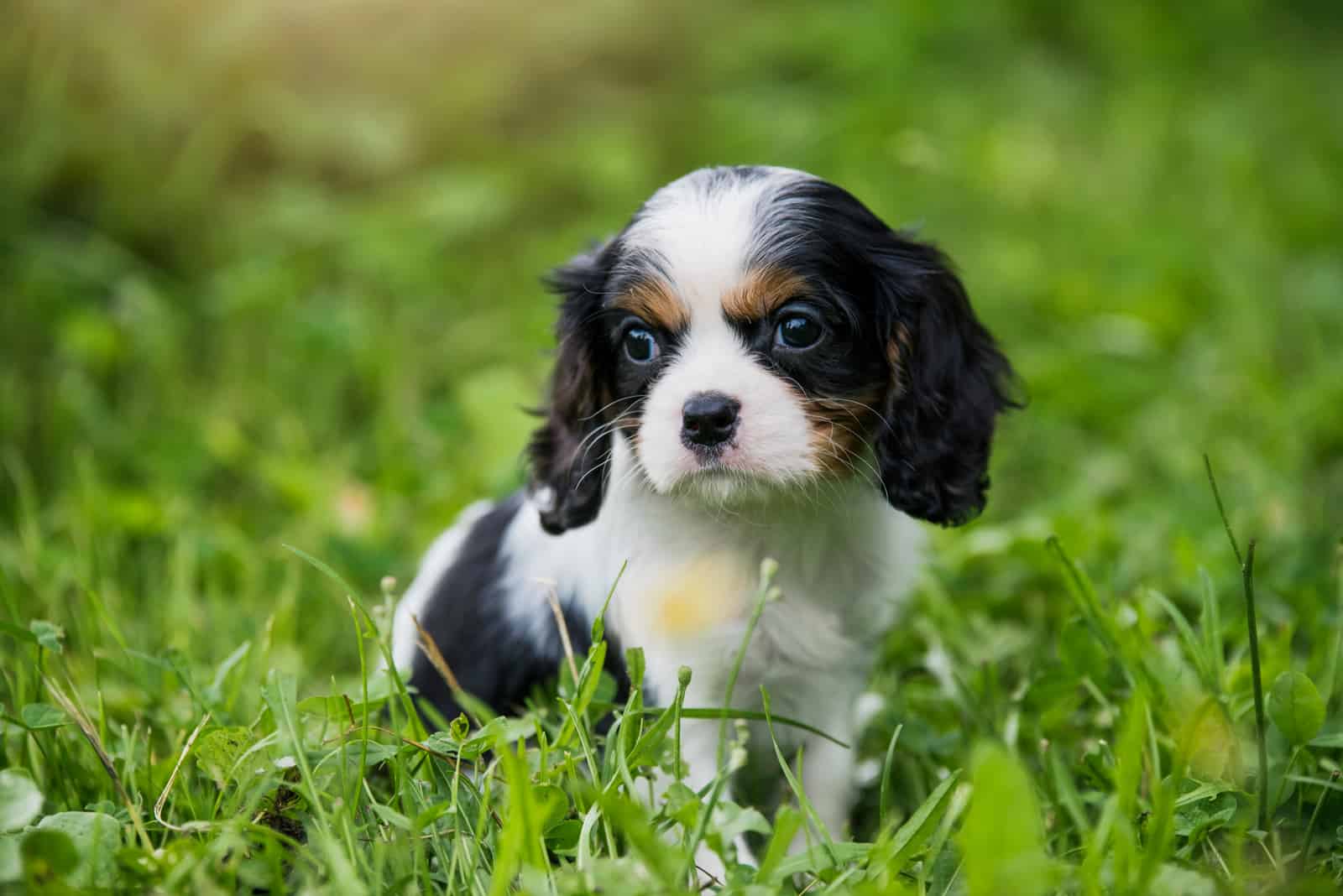 Cavapom