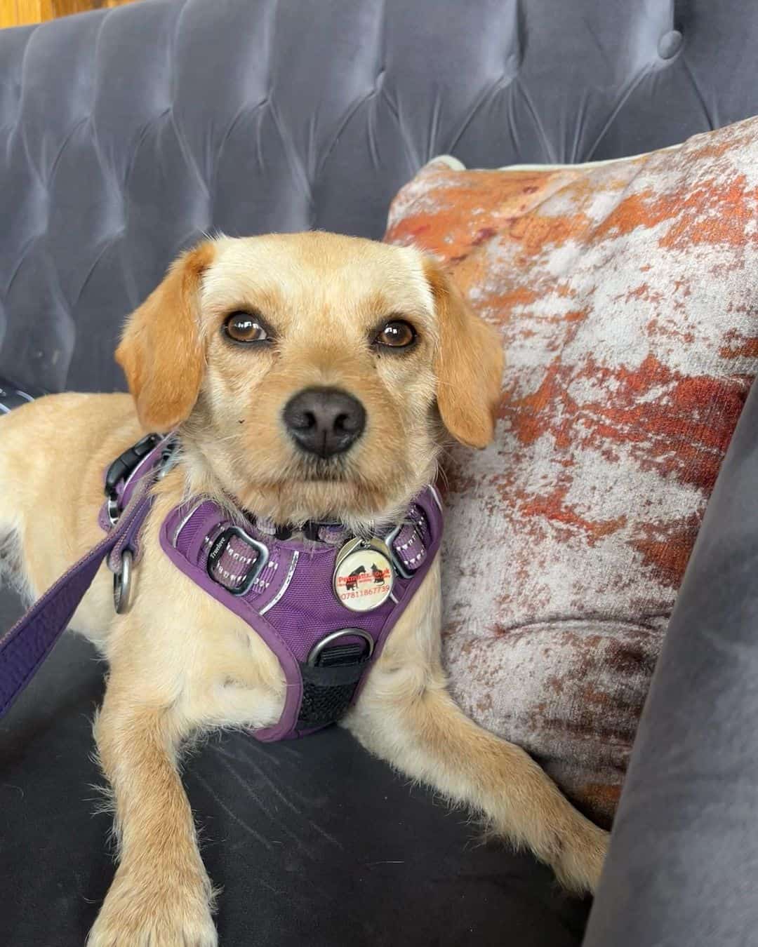 Cavestie on sofa