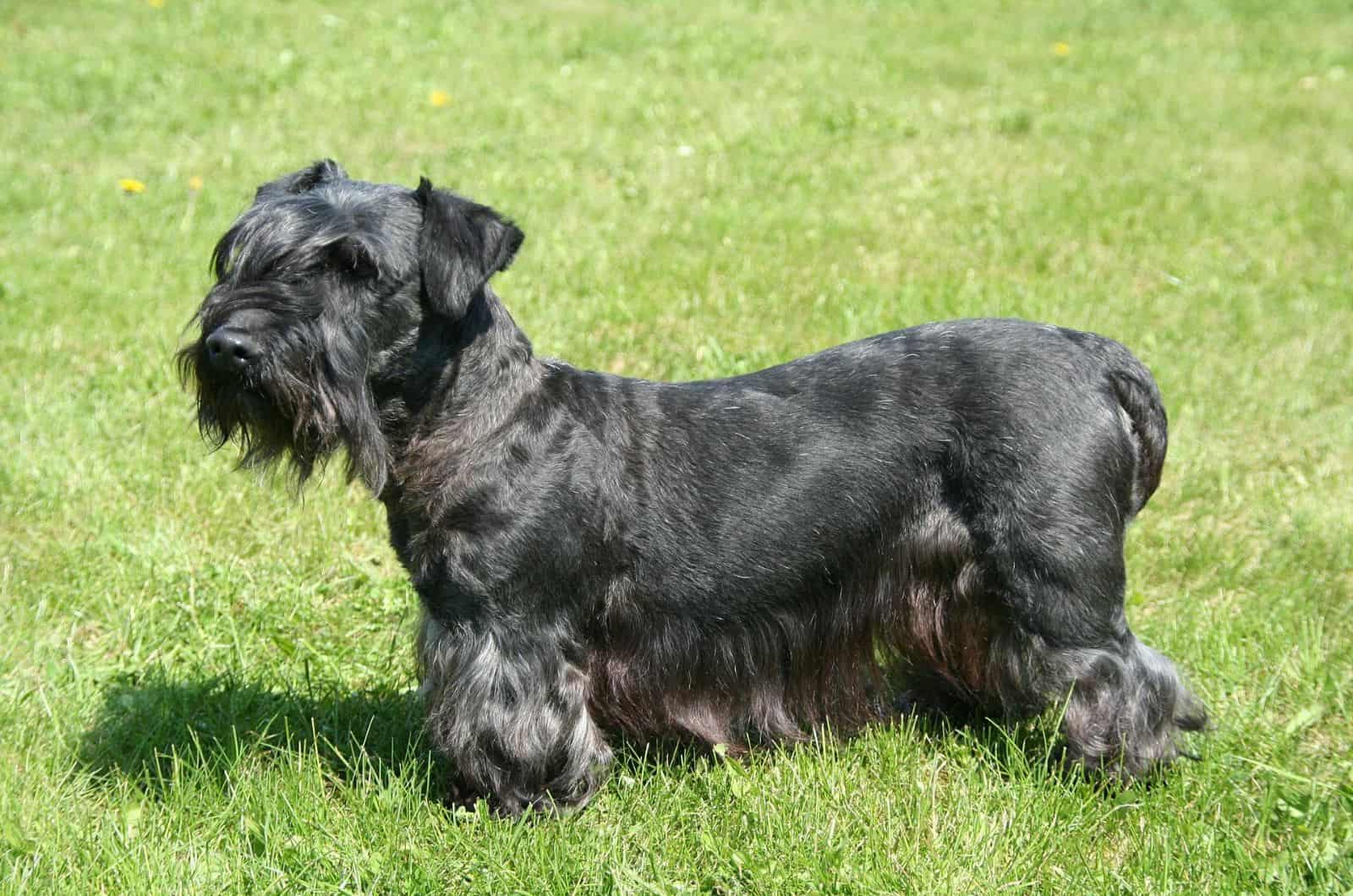 Cesky Terrier