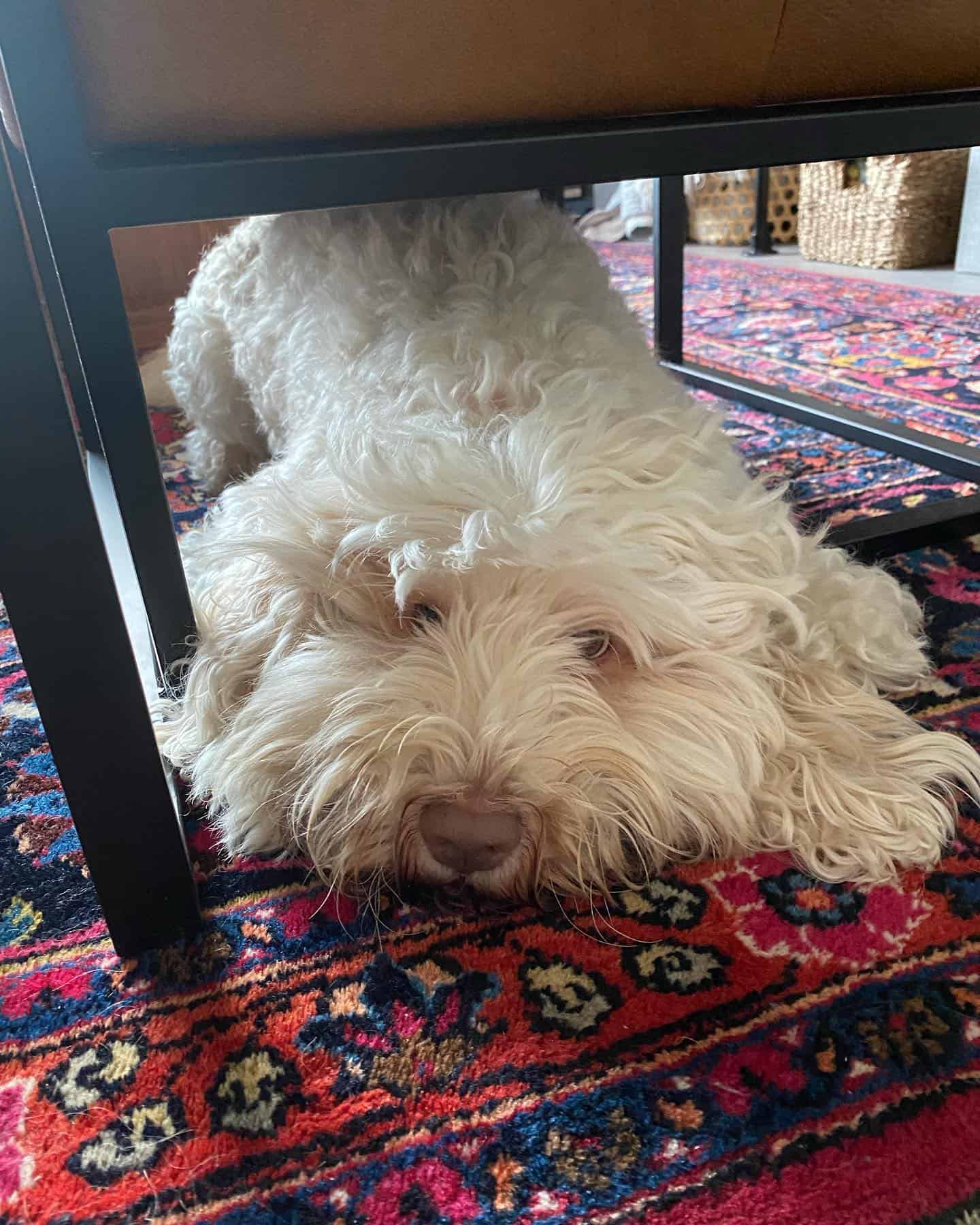 Chalk labradoodle on the floor