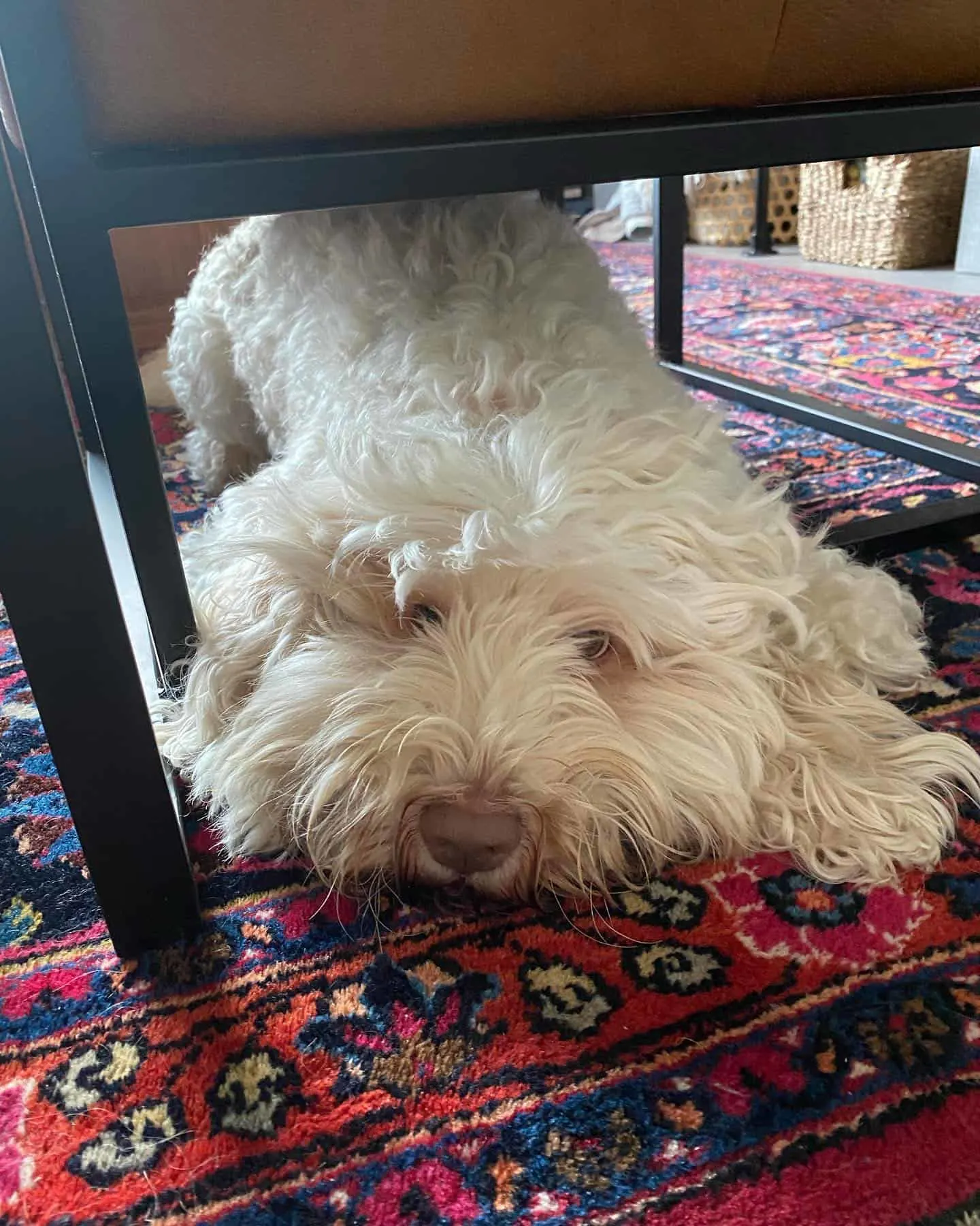 Chalk labradoodle on the floor
