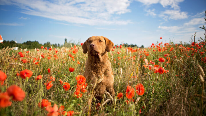 <strong>Chesapeake Bay Retriever Colors – 3 Gorgeous Shades</strong>