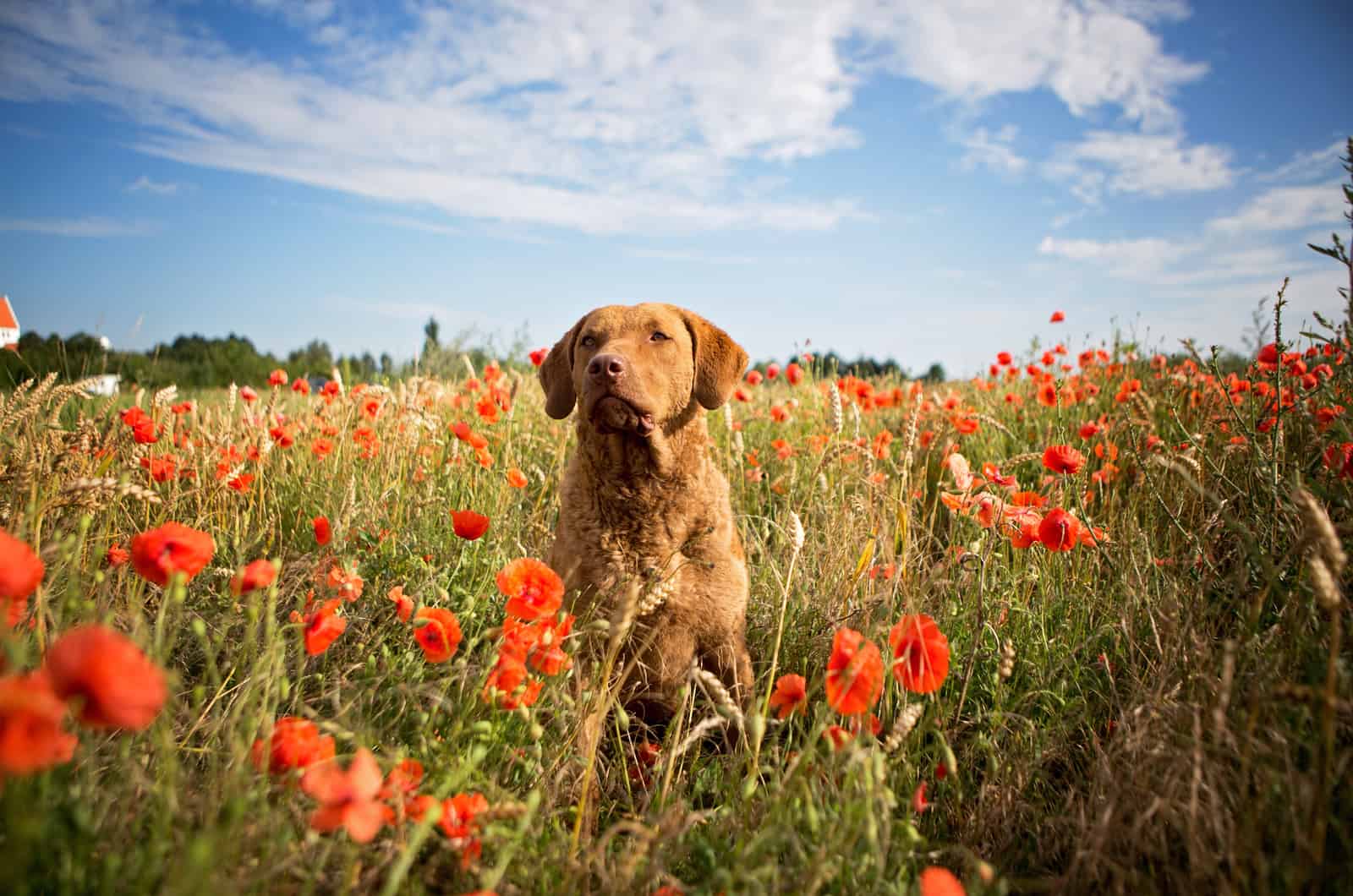 Chesapeake Bay Retriever in a field of poppies