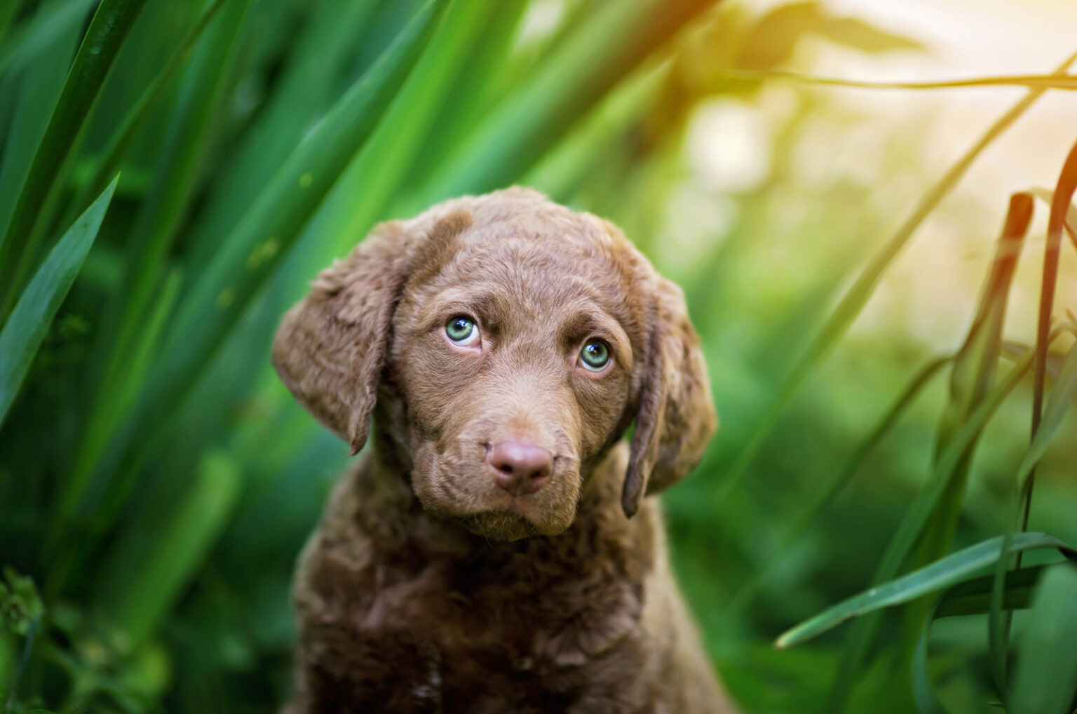 The 10 Best Chesapeake Bay Retriever Breeders In U.S.