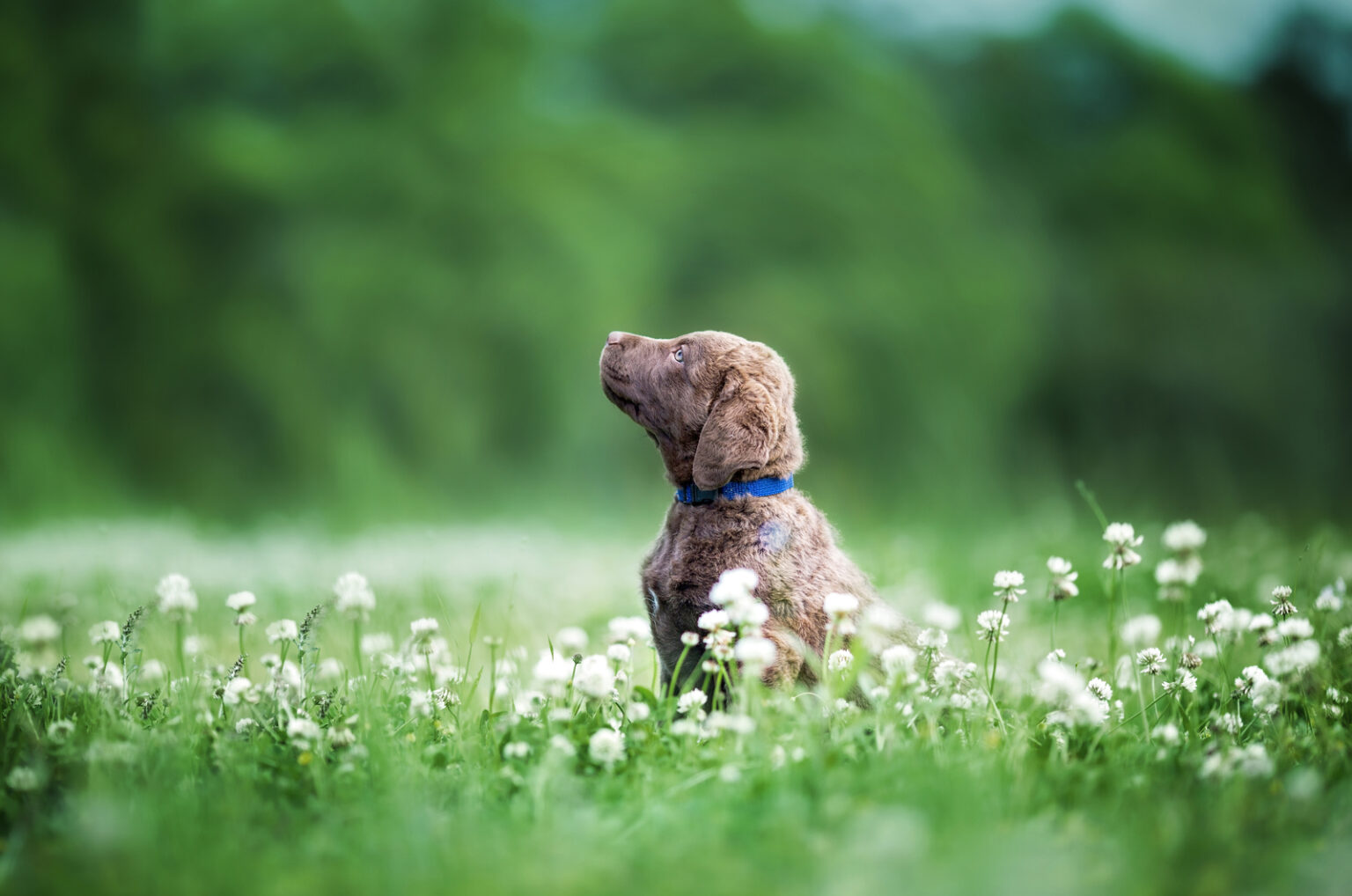 The 10 Best Chesapeake Bay Retriever Breeders In U.S.