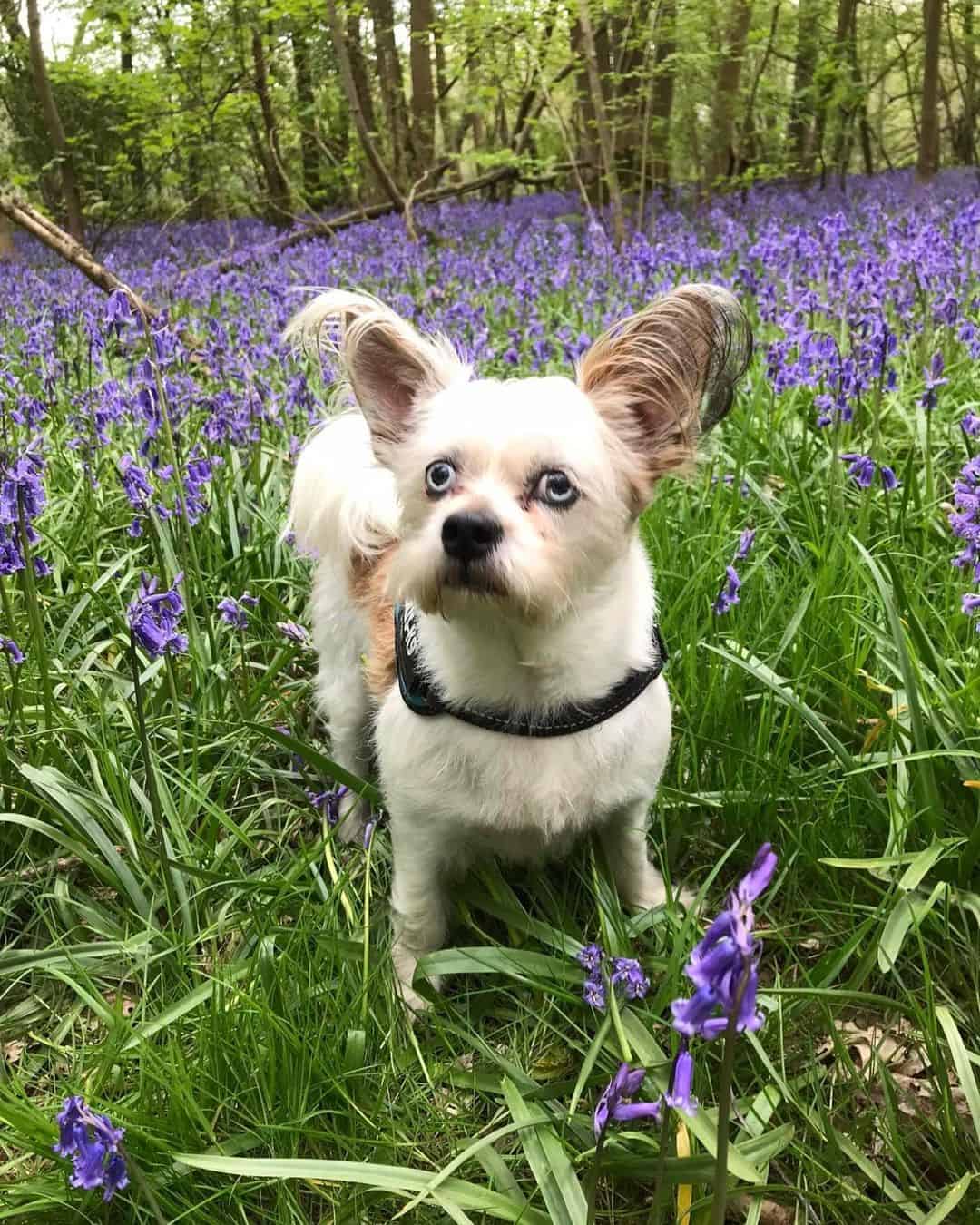 Chi Apso standing in field