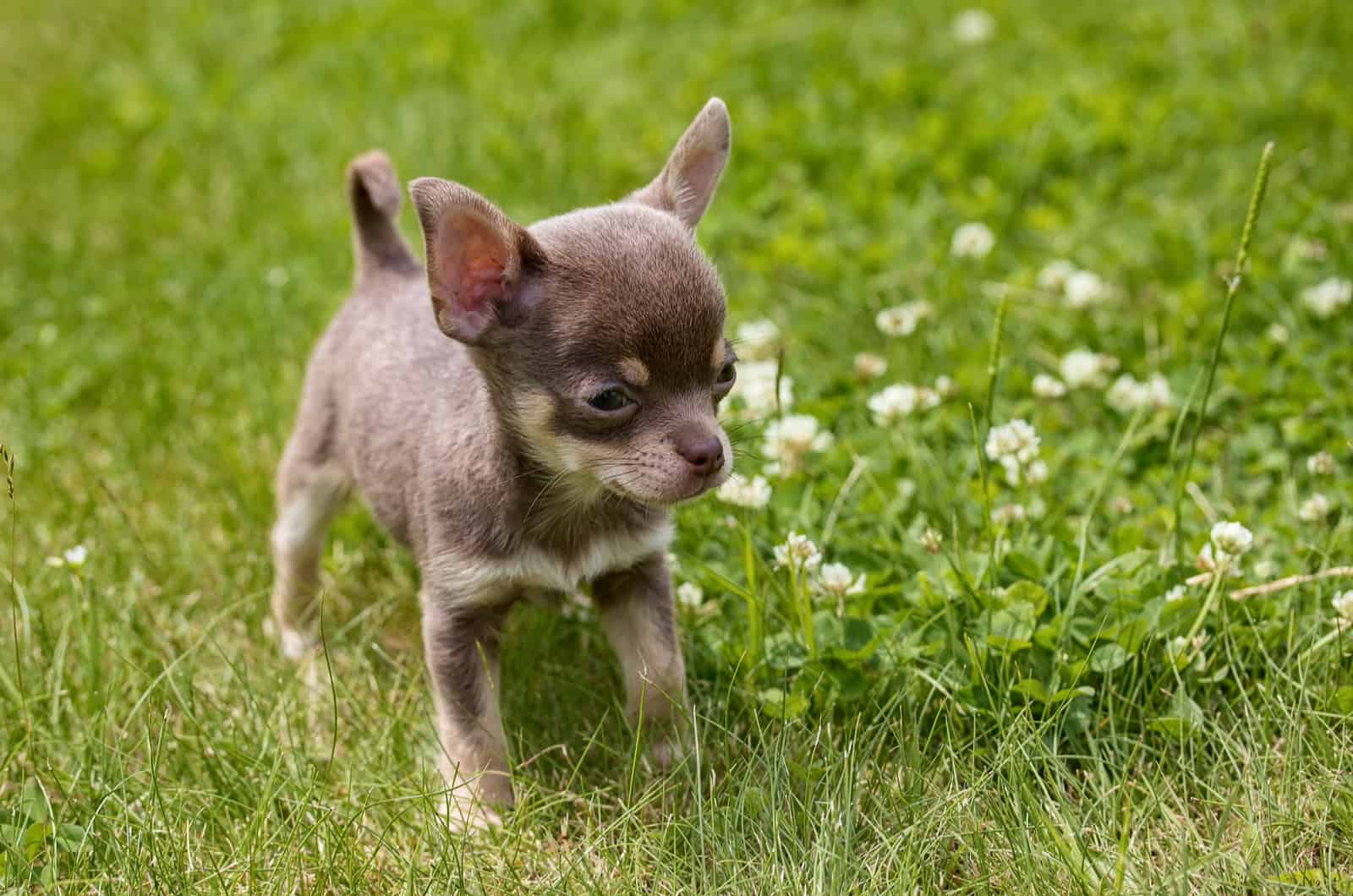 Chihuahua puppy standing on green grass