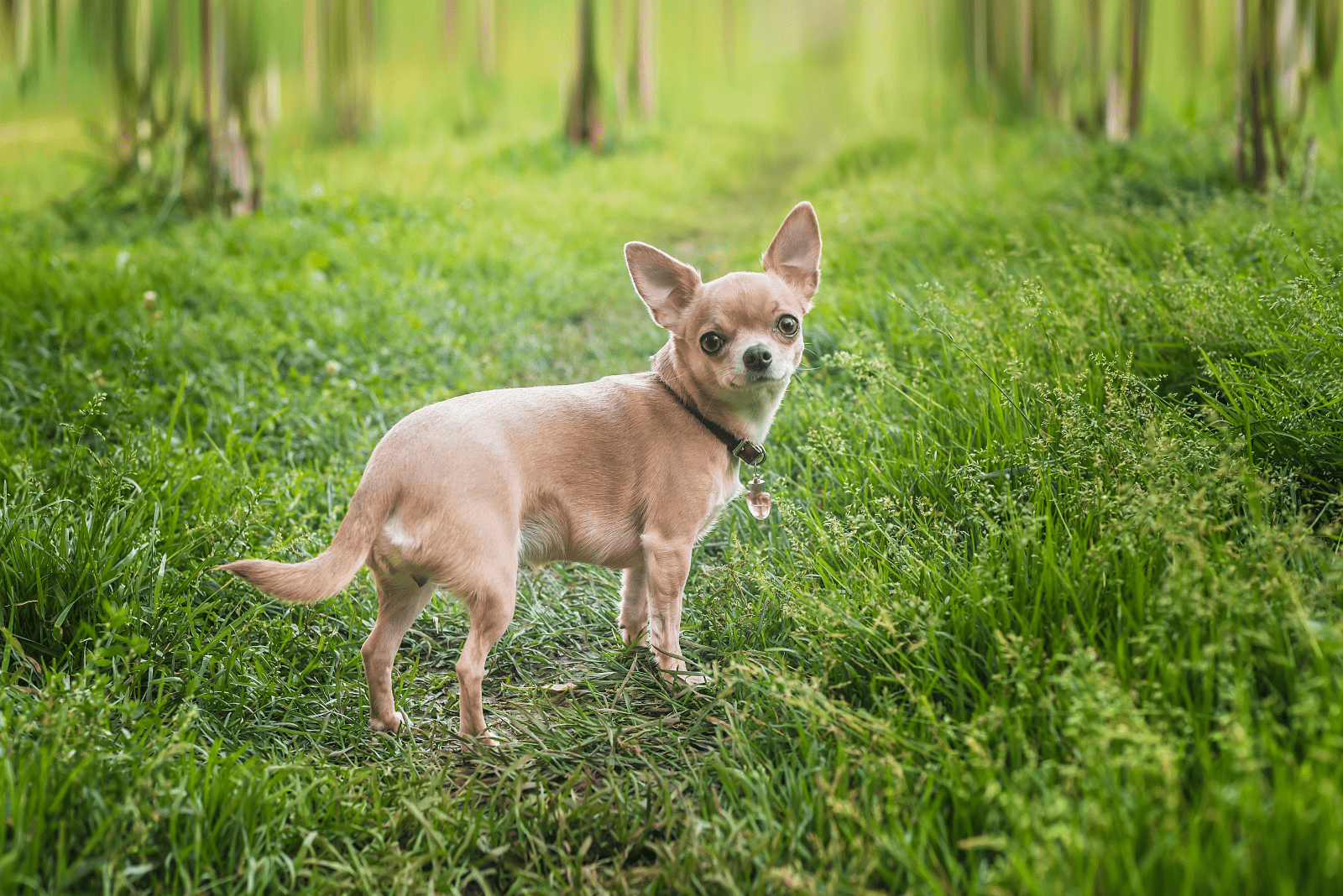 Chihuahua sets in the field