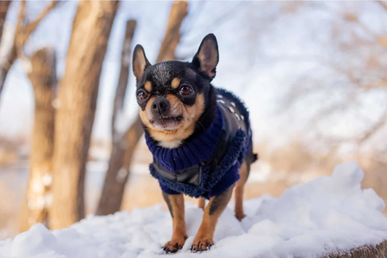 Chihuahua walking in the snow