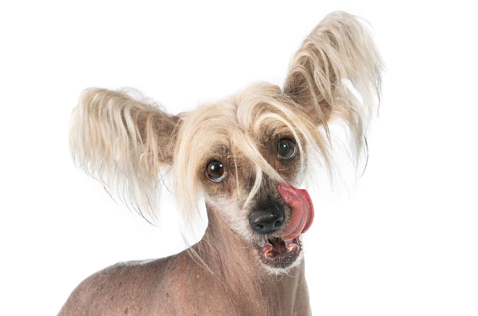 Chinese Crested