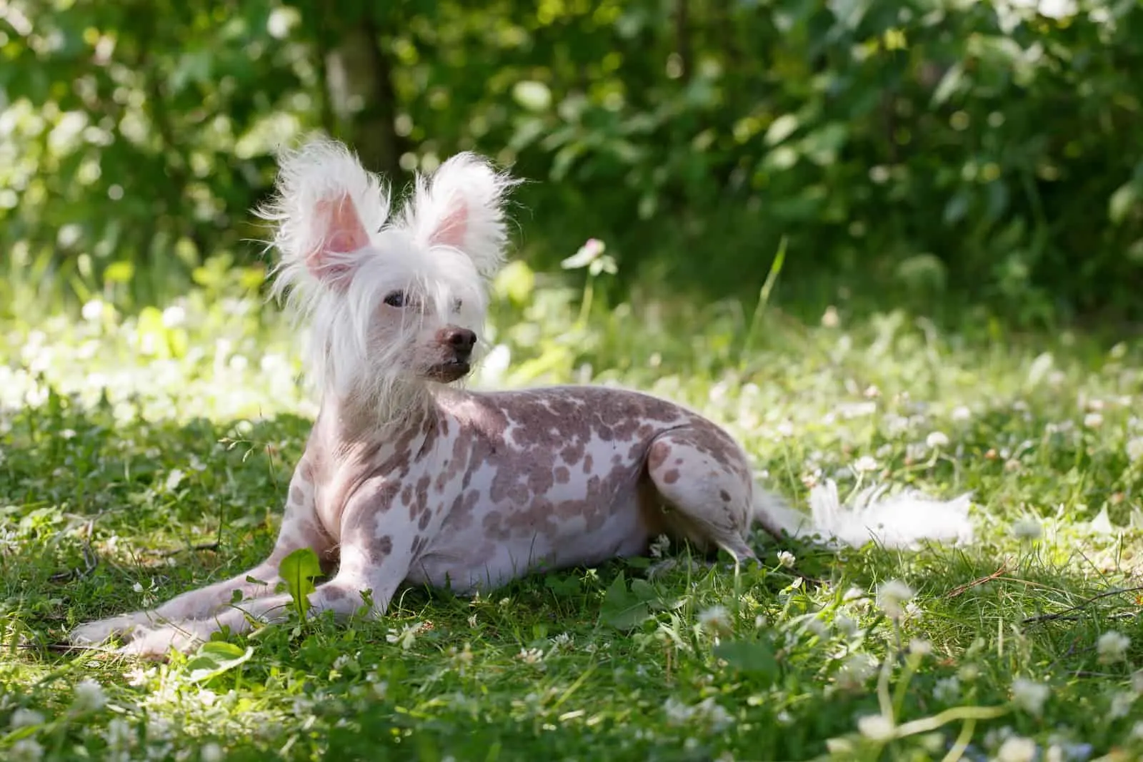 Chinese Crested 