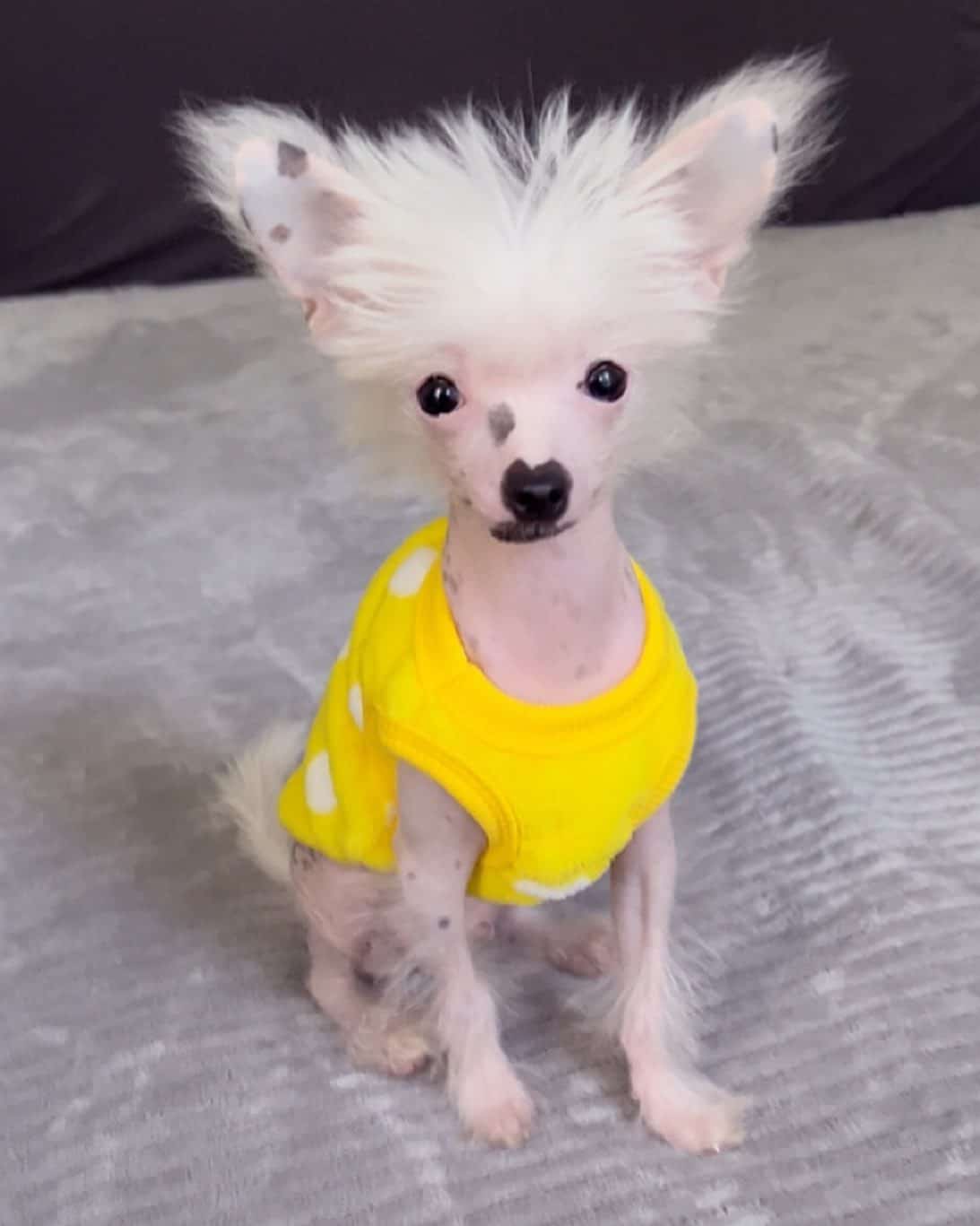 Chinese Crested Dog