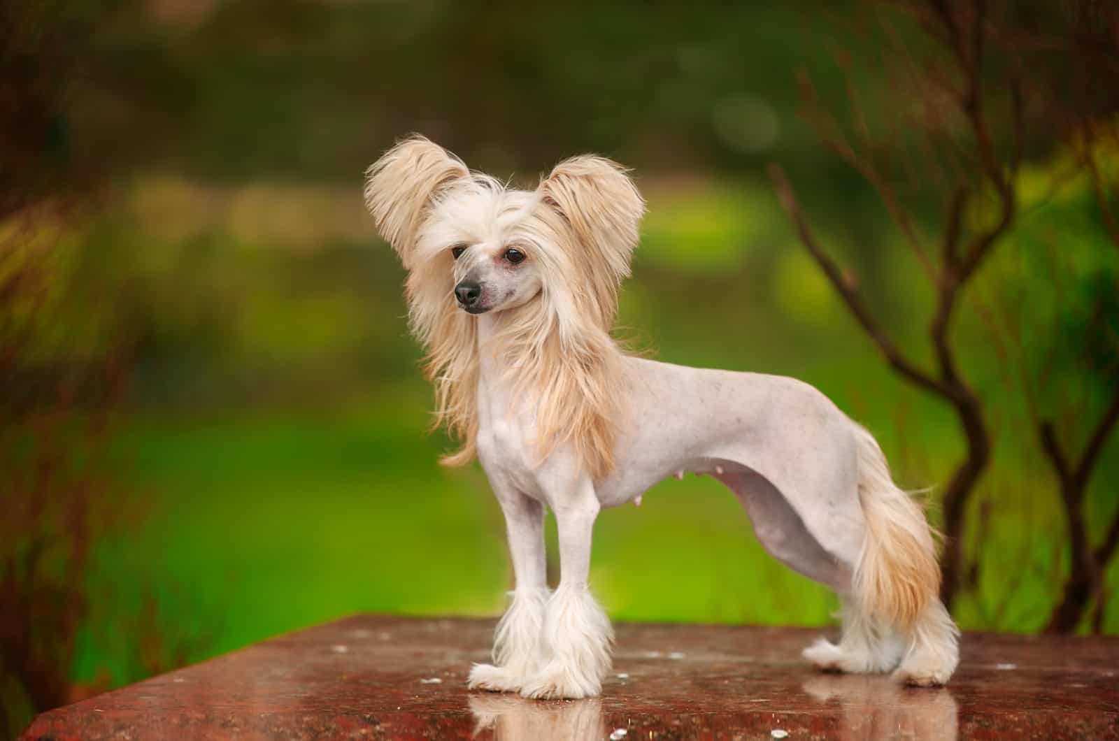 Chinese crested dog walks in the park