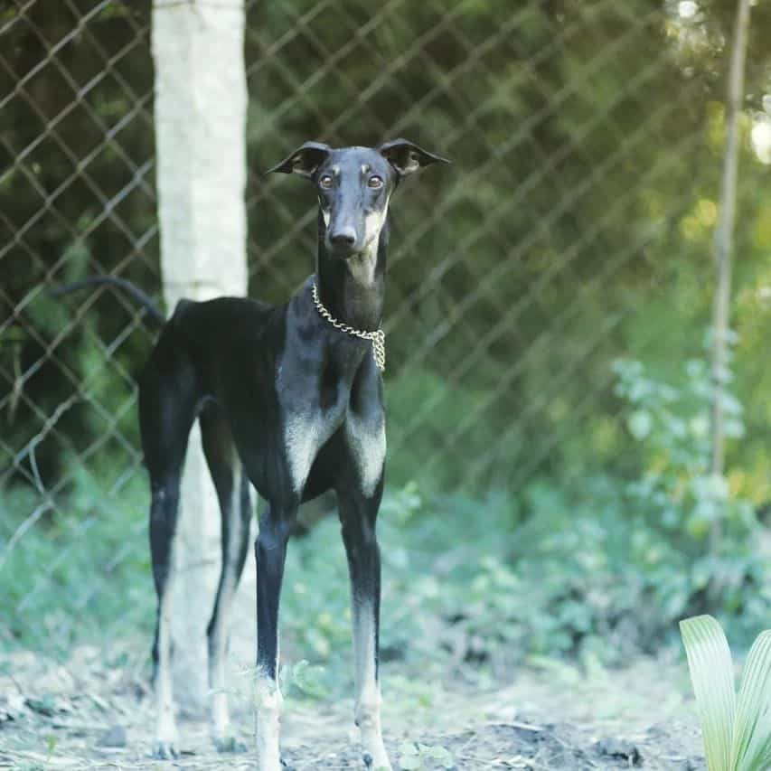 Chippiparai dog standing outdoor