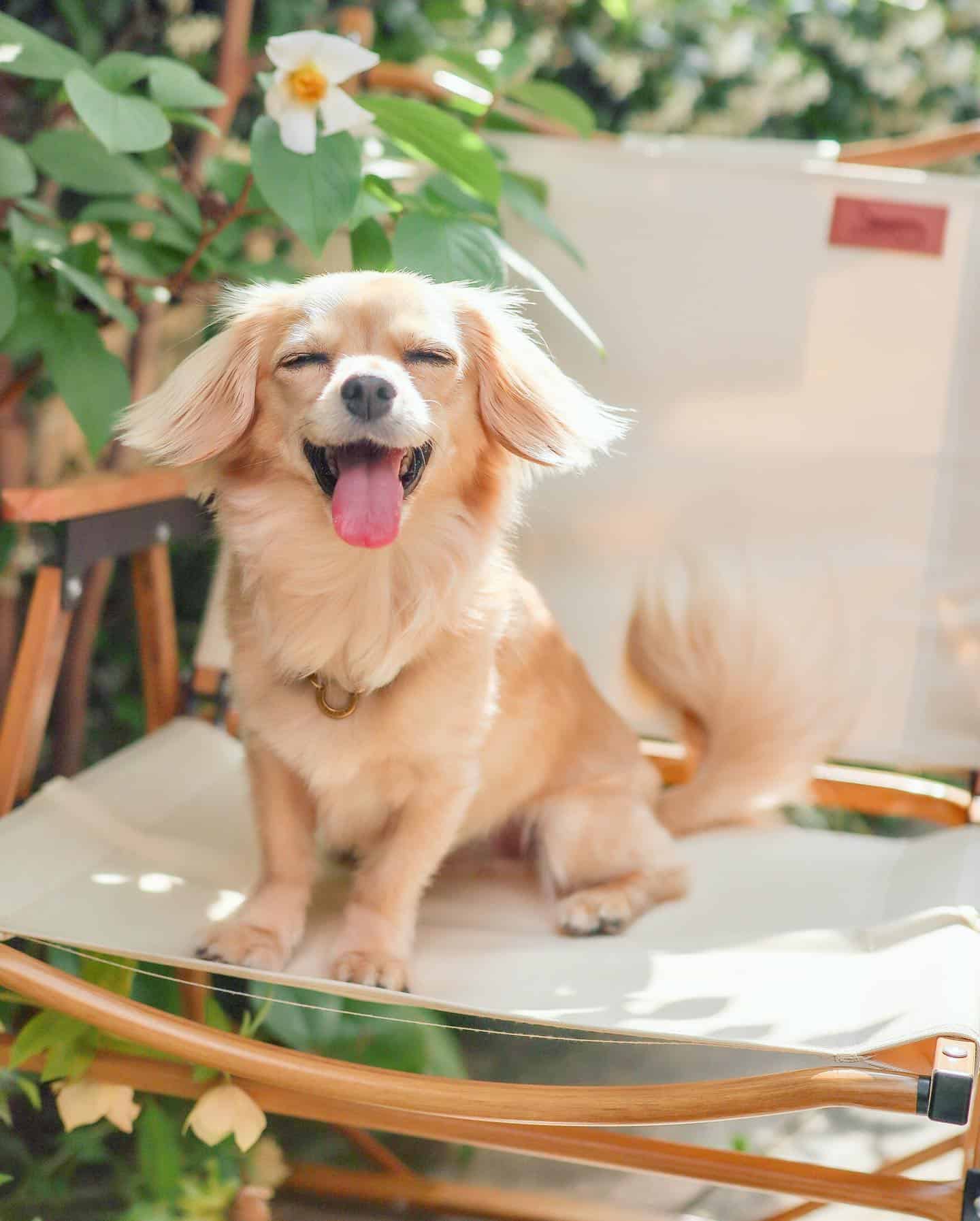 Chiweenie dog on the chair