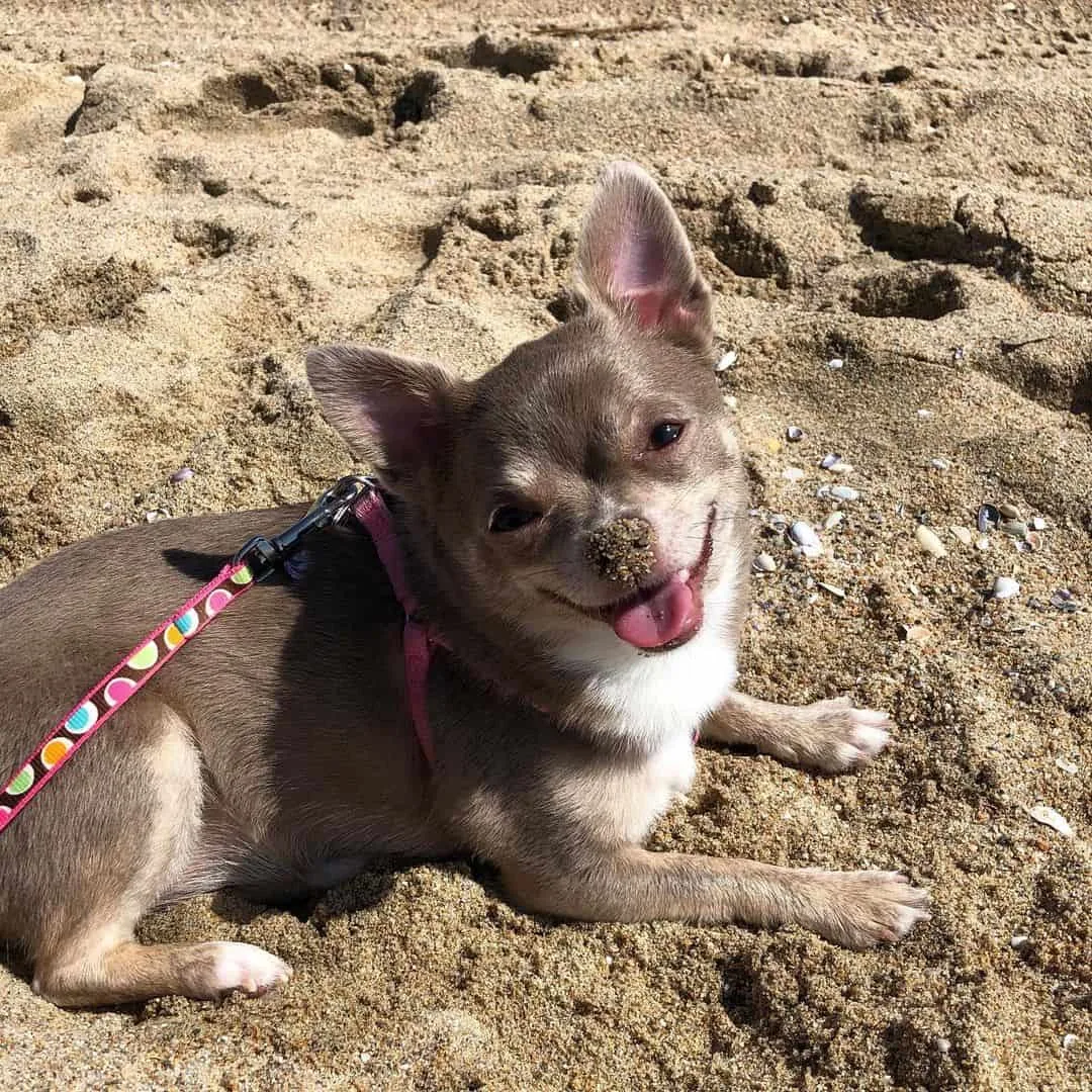 Chocolate Blue Chihuahua lying on the beach