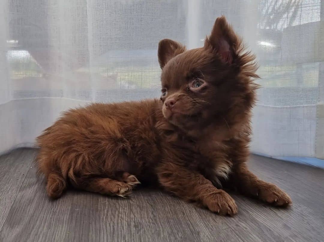 Chocolate Chihuahua lies on the floor