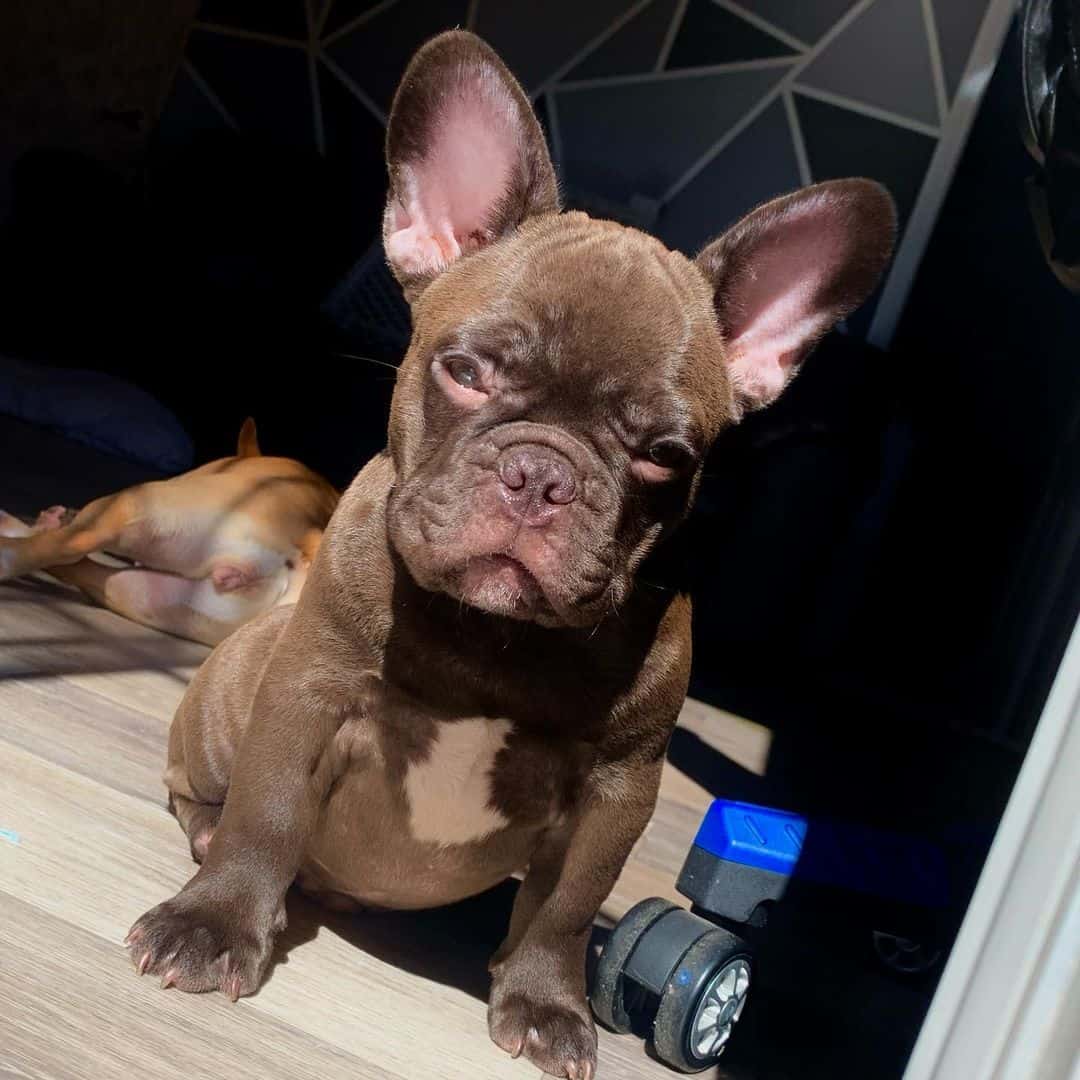 Chocolate French Bulldog