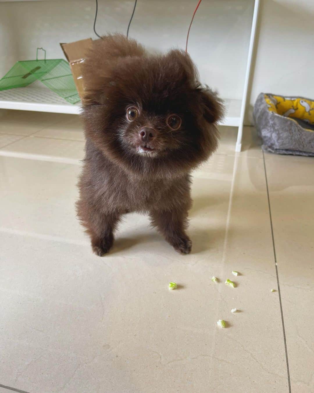 Chocolate Merle pomeranian