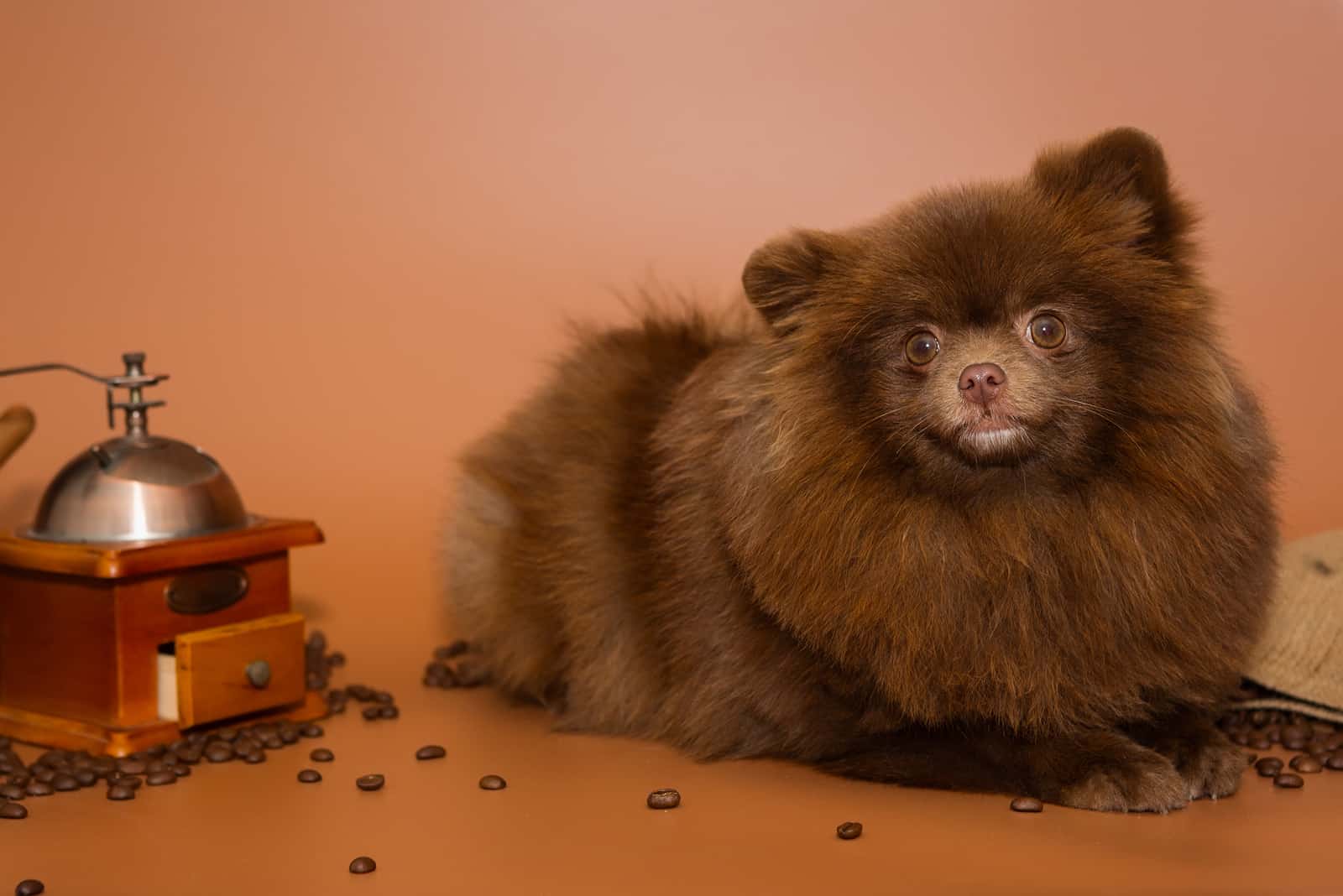 Chocolate Sable pomeranian