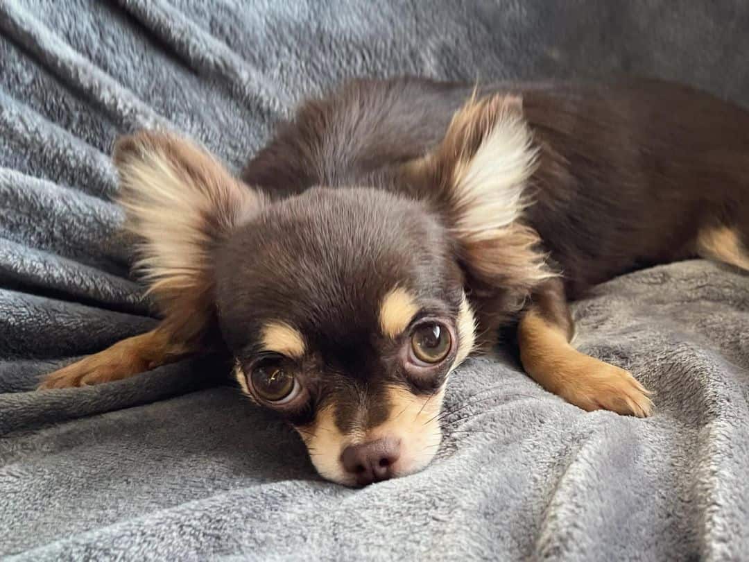 Chocolate Tan Chihuahua lying on a blanket