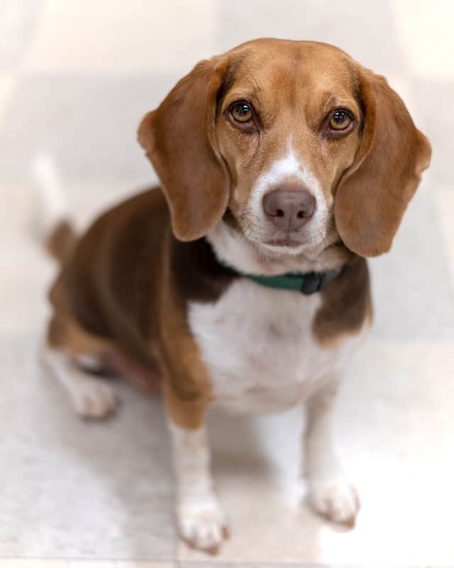 Chocolate Tri-Color Beagle is sitting and looking at the camera