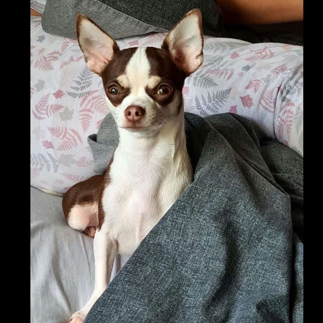 Chocolate White Chihuahua is lying on the bed