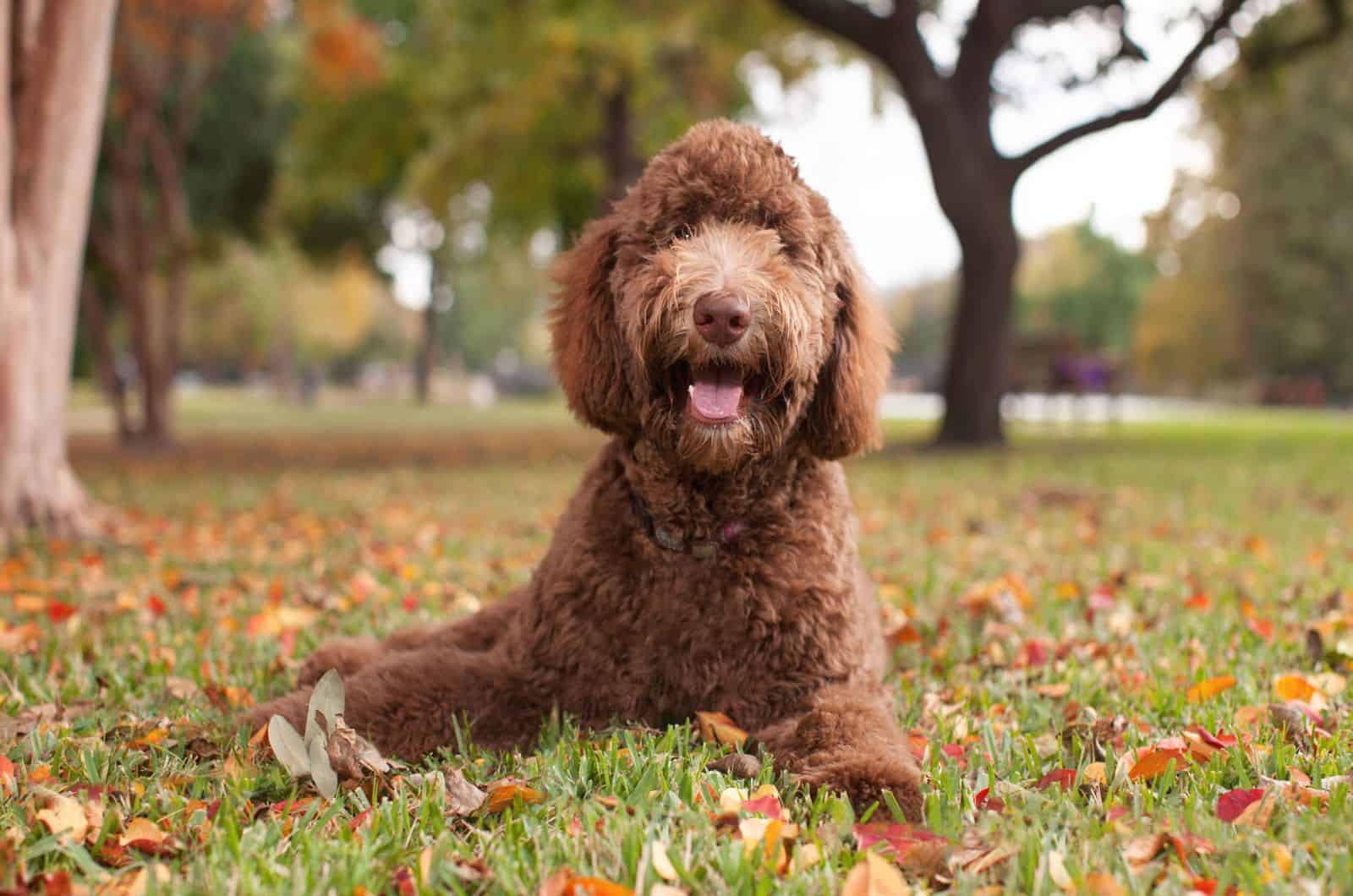 Chocolate labradoodle laying in autumn leaves